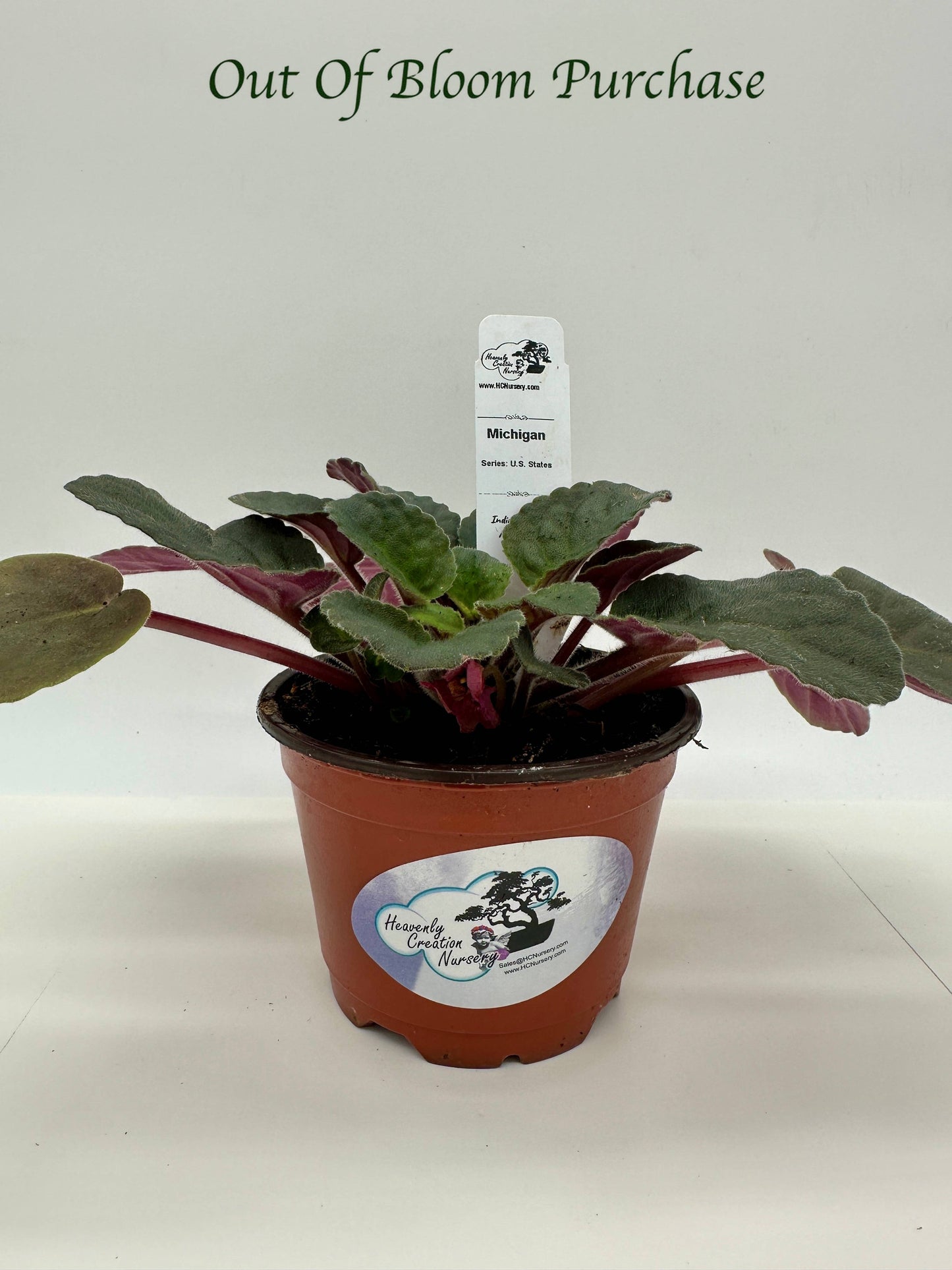 Michigan - Live African Violet 4" - Series: U.S. States