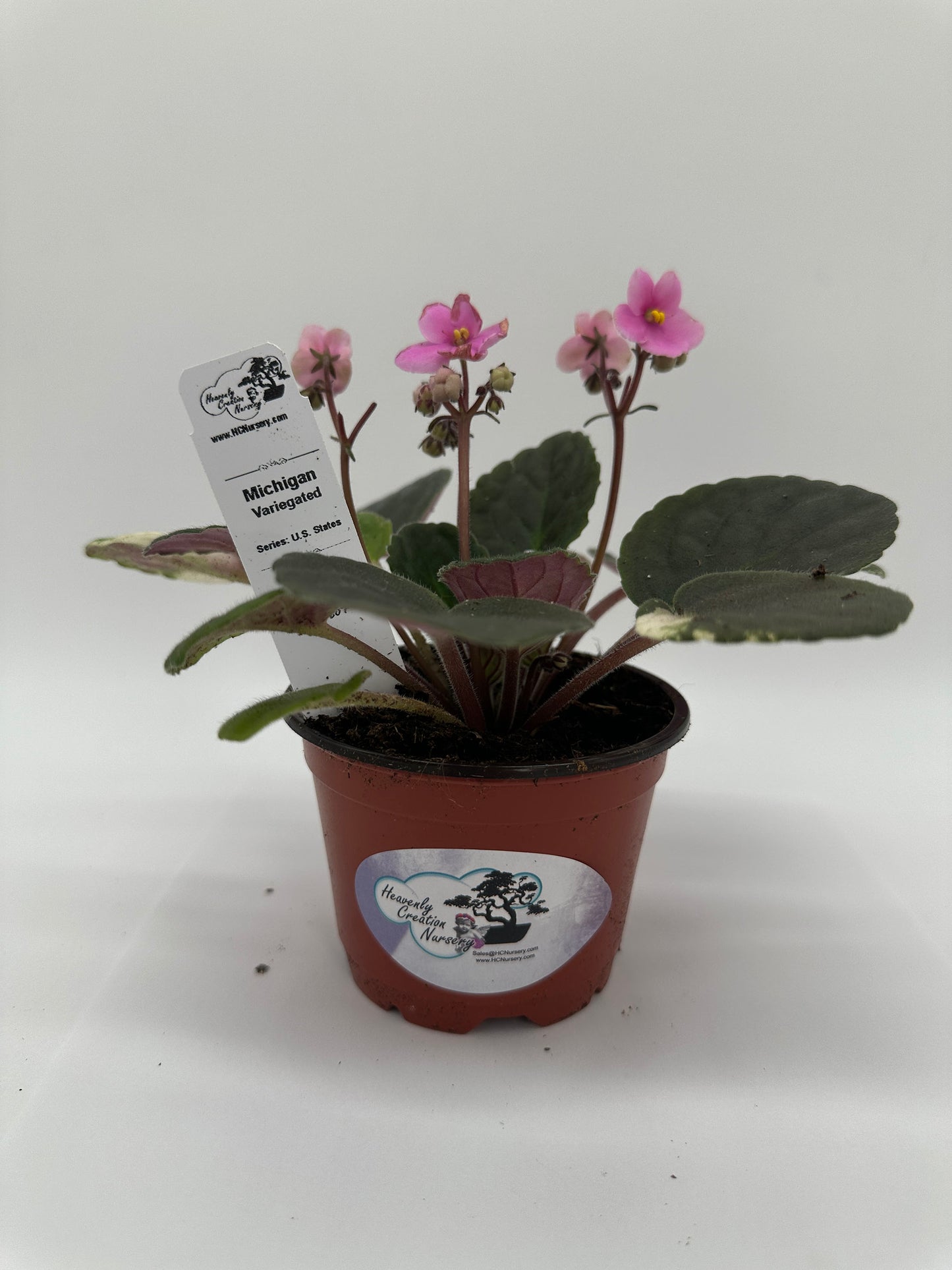 Michigan - Variegated (Rare) - Live African Violet 4" - Series: U.S. States