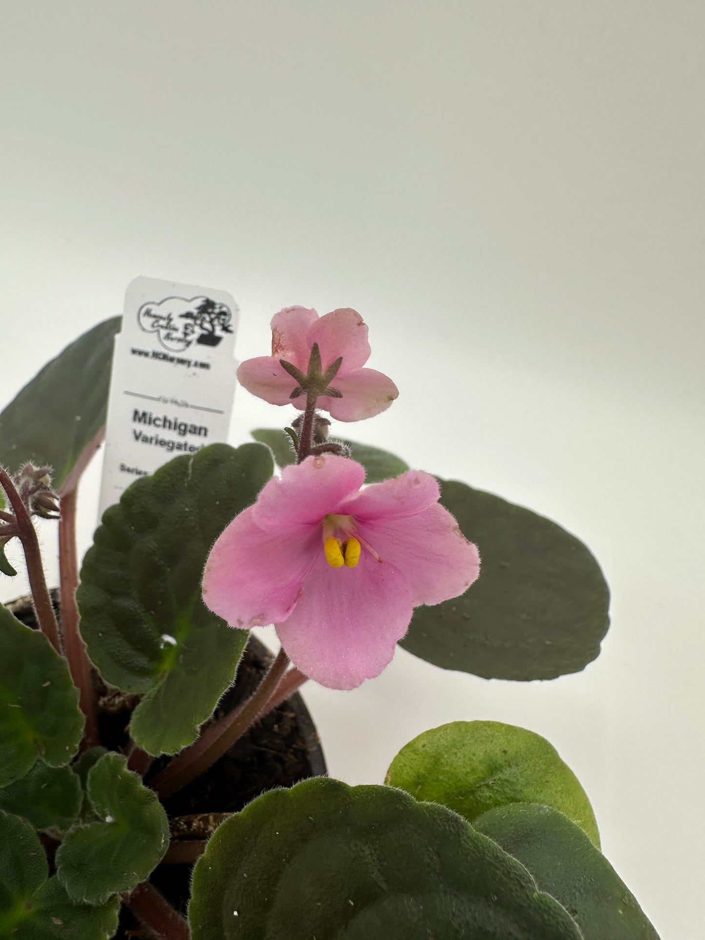 Michigan - Variegated (Rare) - Live African Violet 4" - Series: U.S. States