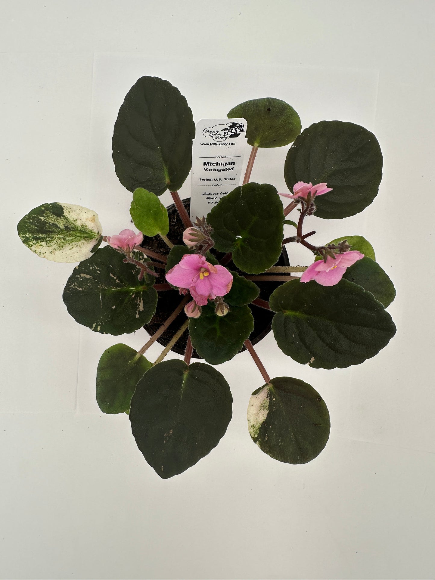 Michigan - Variegated (Rare) - Live African Violet 4" - Series: U.S. States