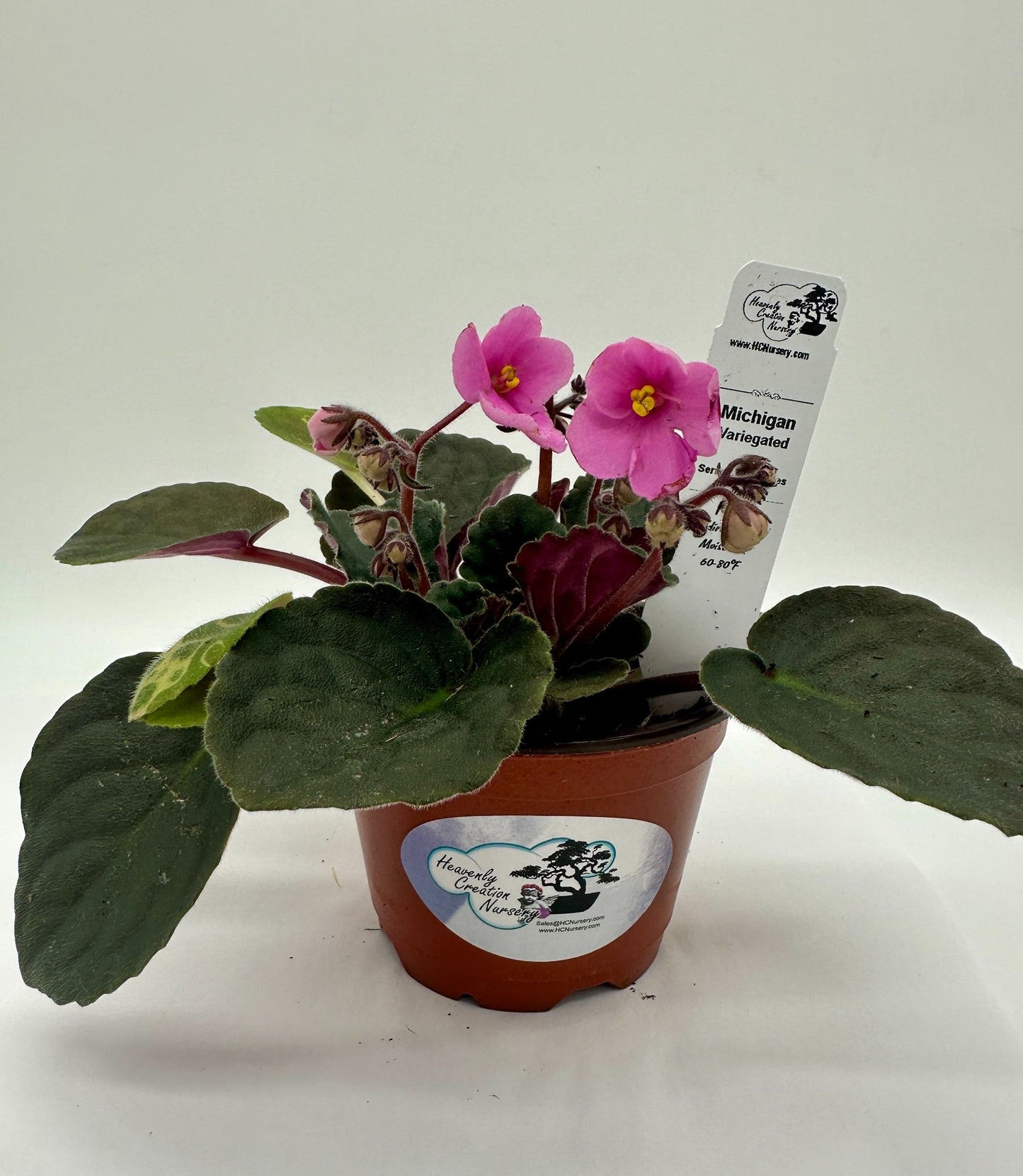Michigan - Variegated (Rare) - Live African Violet 4" - Series: U.S. States