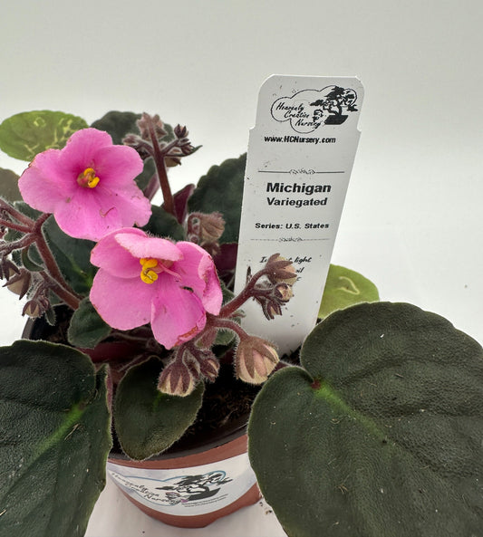 Michigan - Variegated (Rare) - Live African Violet 4" - Series: U.S. States