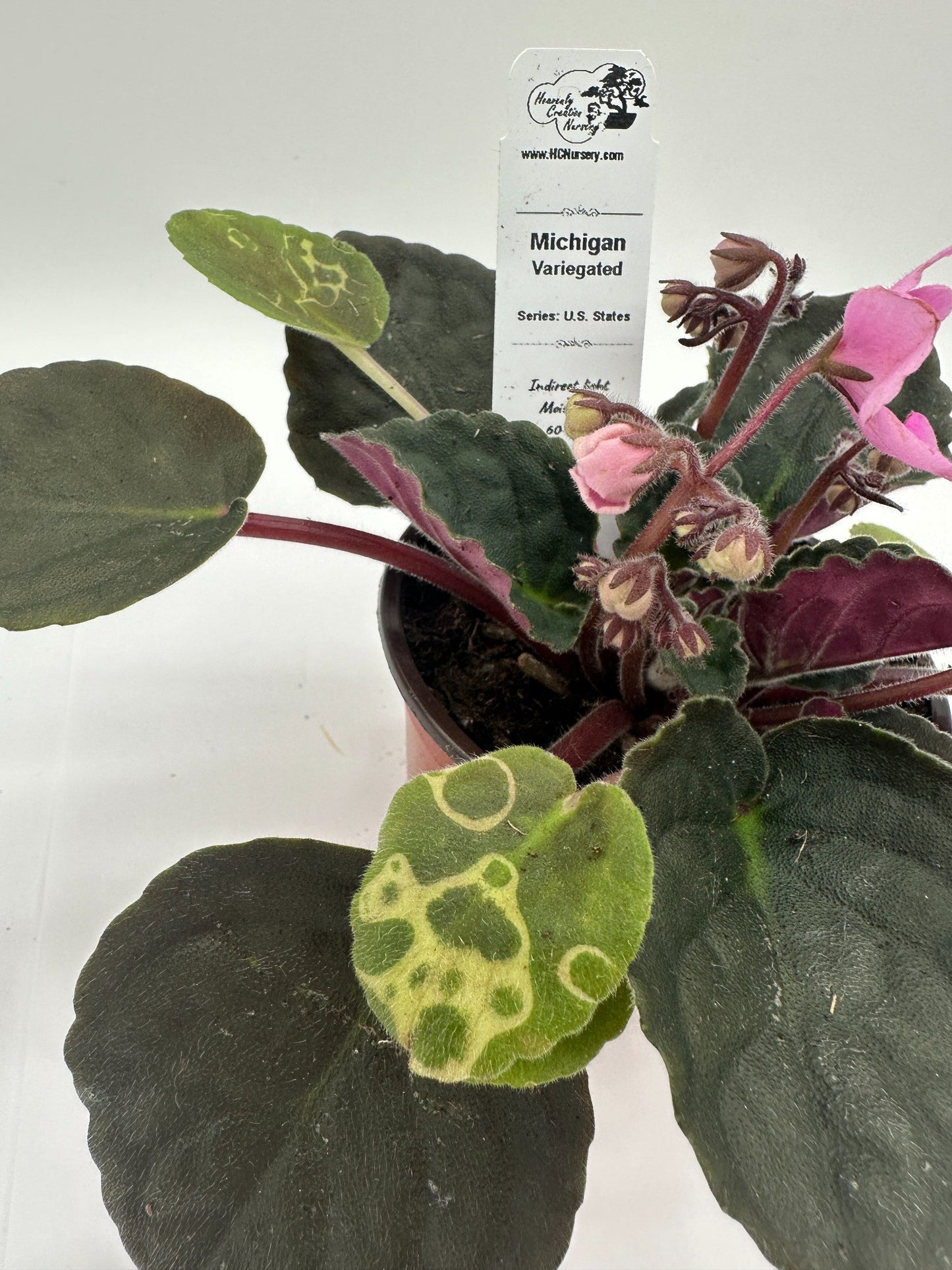 Michigan - Variegated (Rare) - Live African Violet 4" - Series: U.S. States