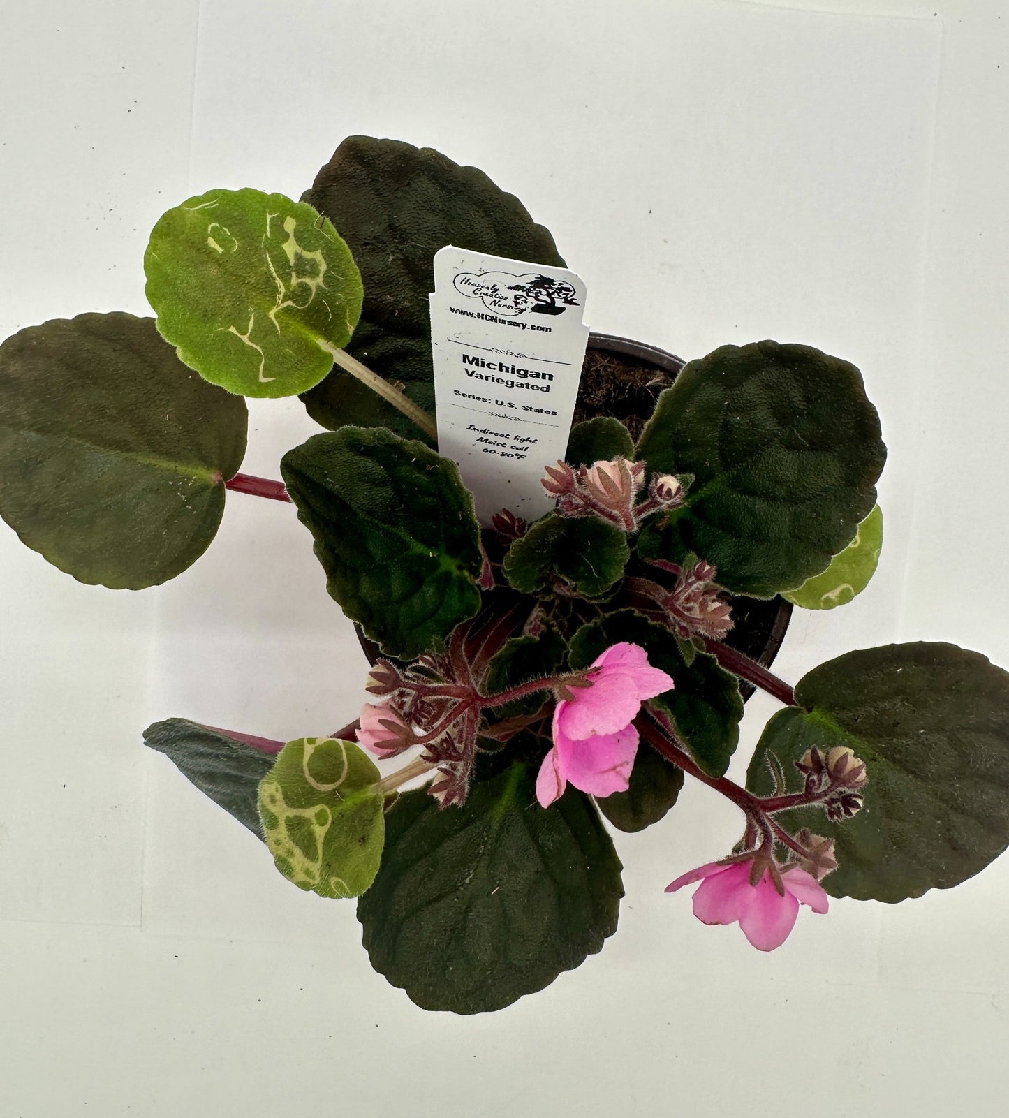 Michigan - Variegated (Rare) - Live African Violet 4" - Series: U.S. States