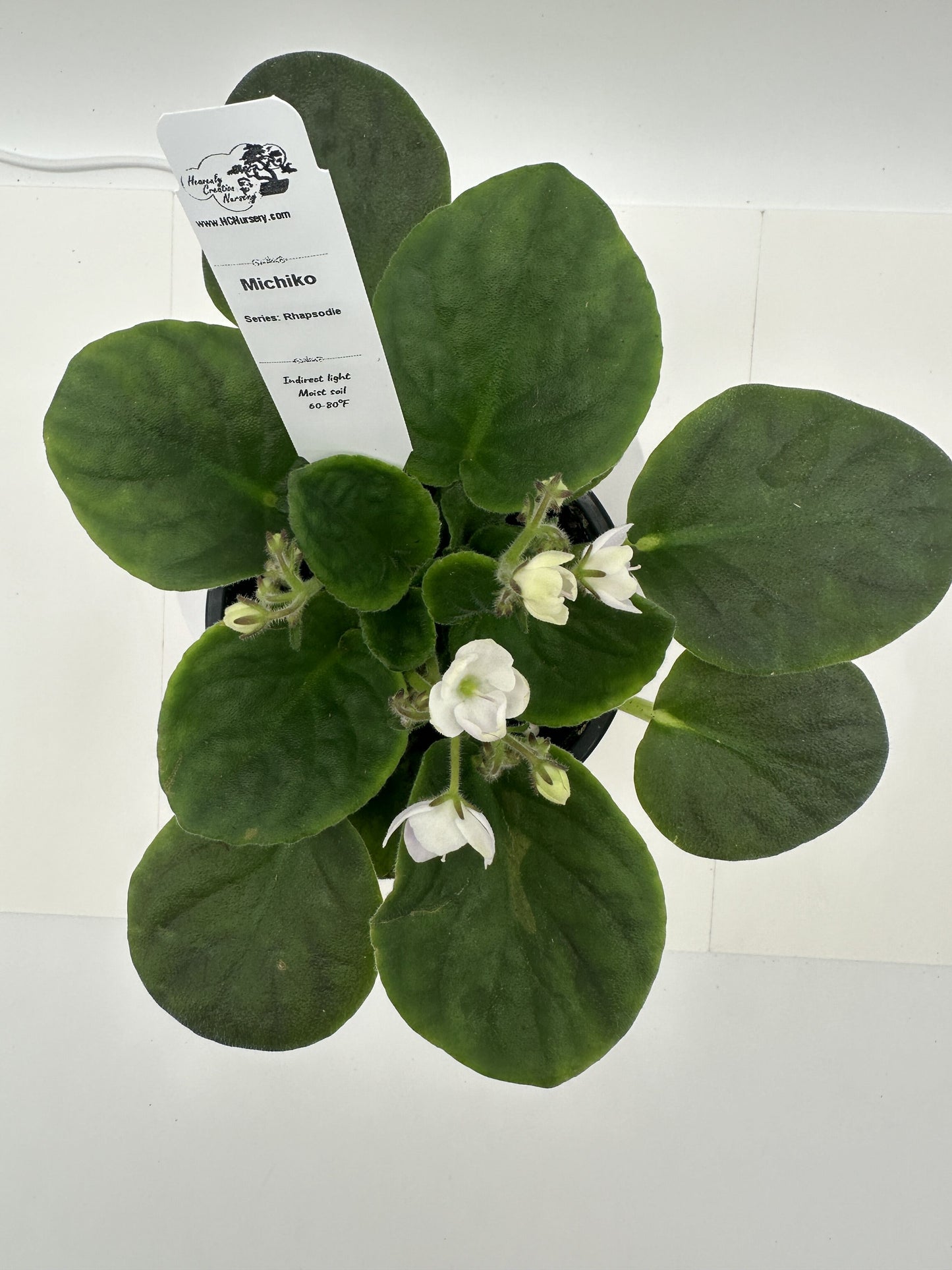 Michiko - Live African Violet 4" - Series: Rhapsodie