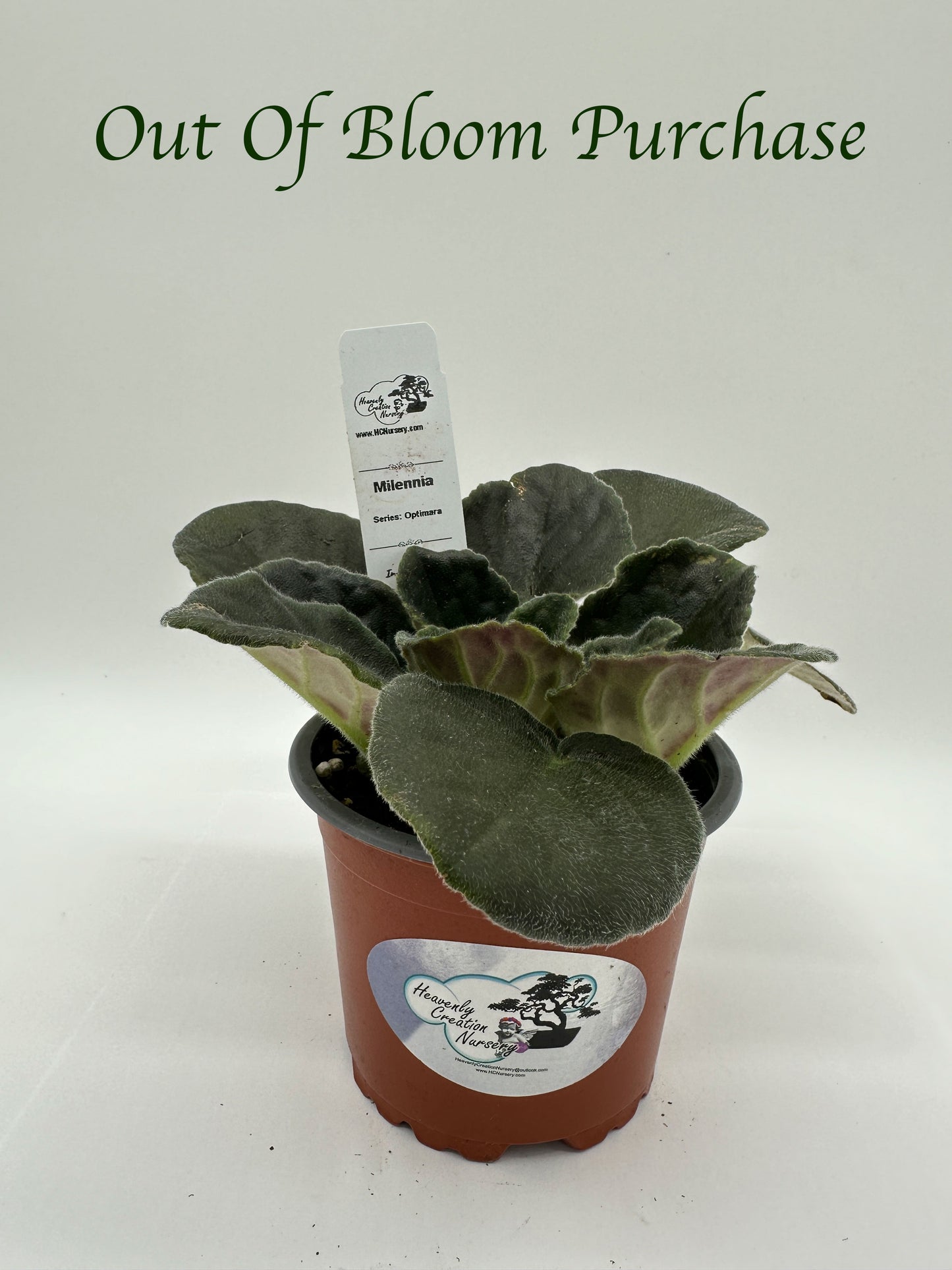 Millennia - Live African Violet 4" - Series: Optimara