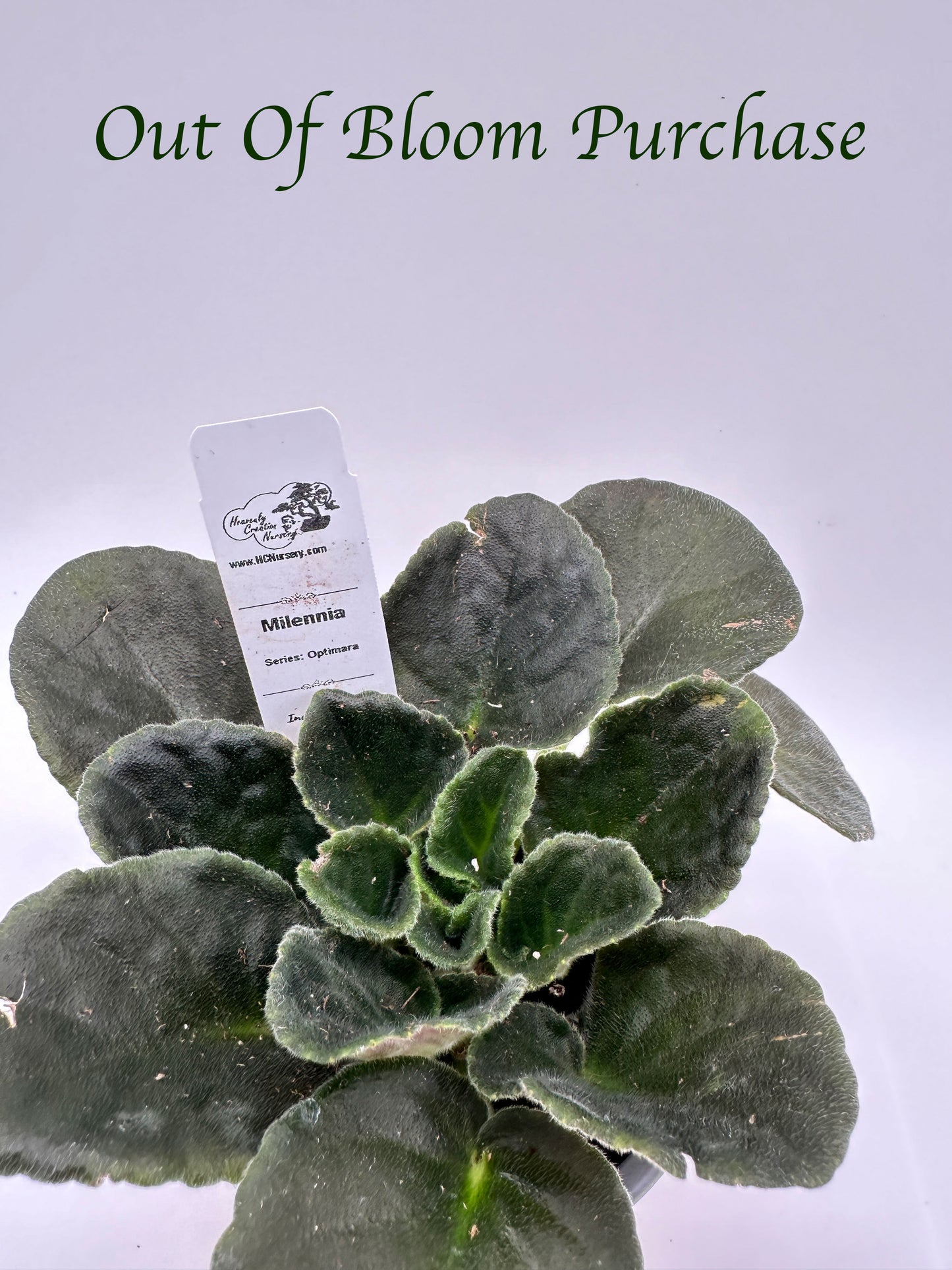Millennia - Live African Violet 4" - Series: Optimara