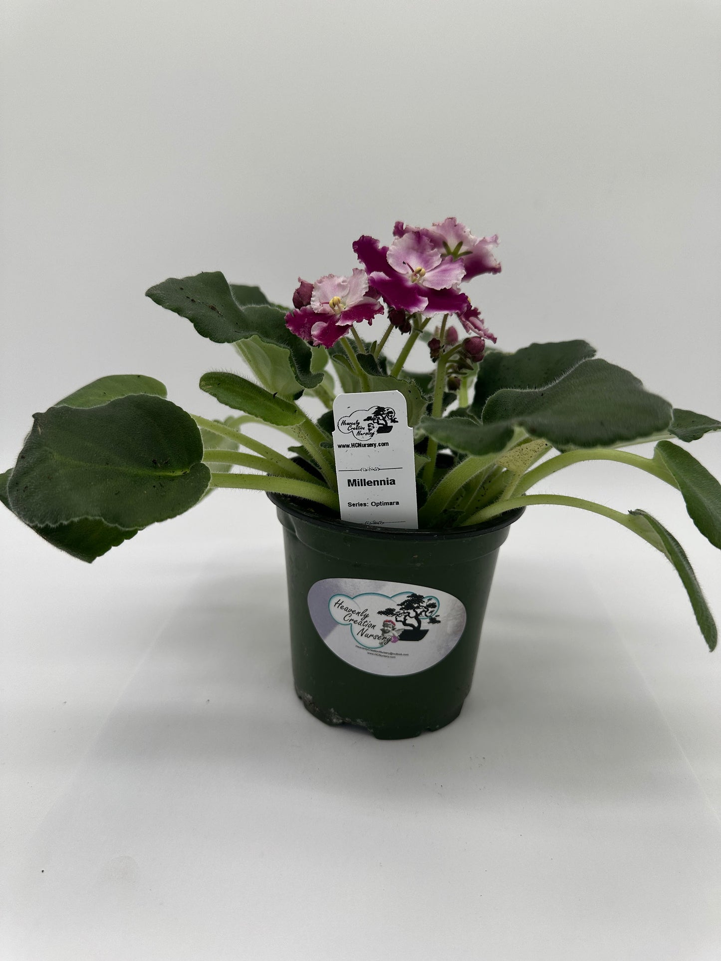 Millennia - Live African Violet 4" - Series: Optimara