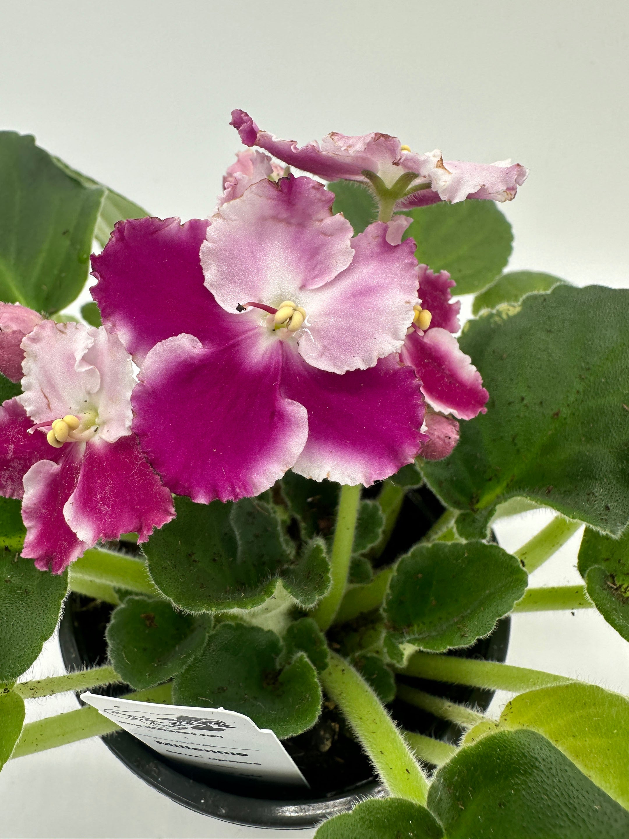 Millennia Live African Violet 4" Series Optimara Heavenly