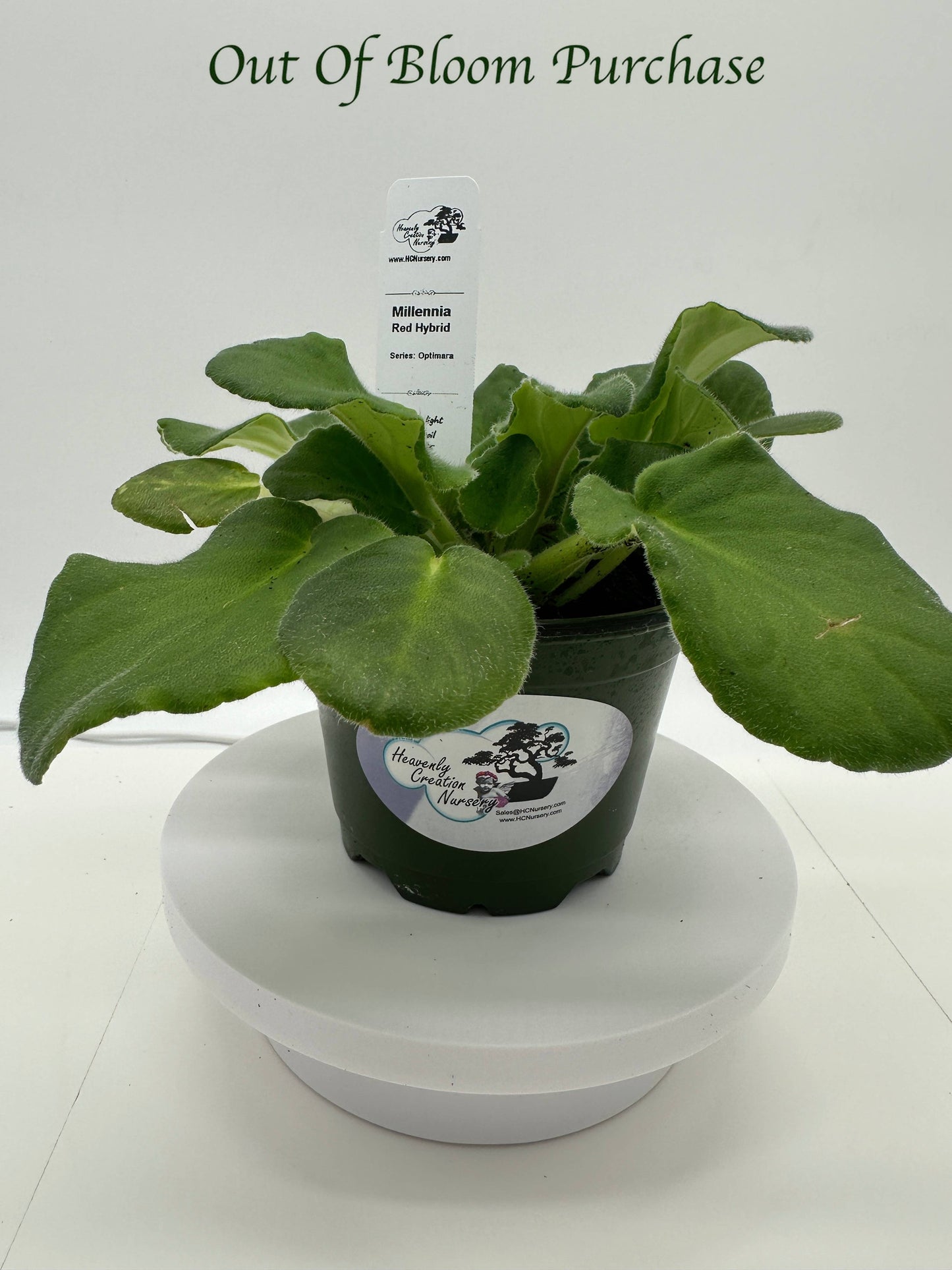 Millennia - Red Hybrid - Live African Violet 4" - Series: Optimara