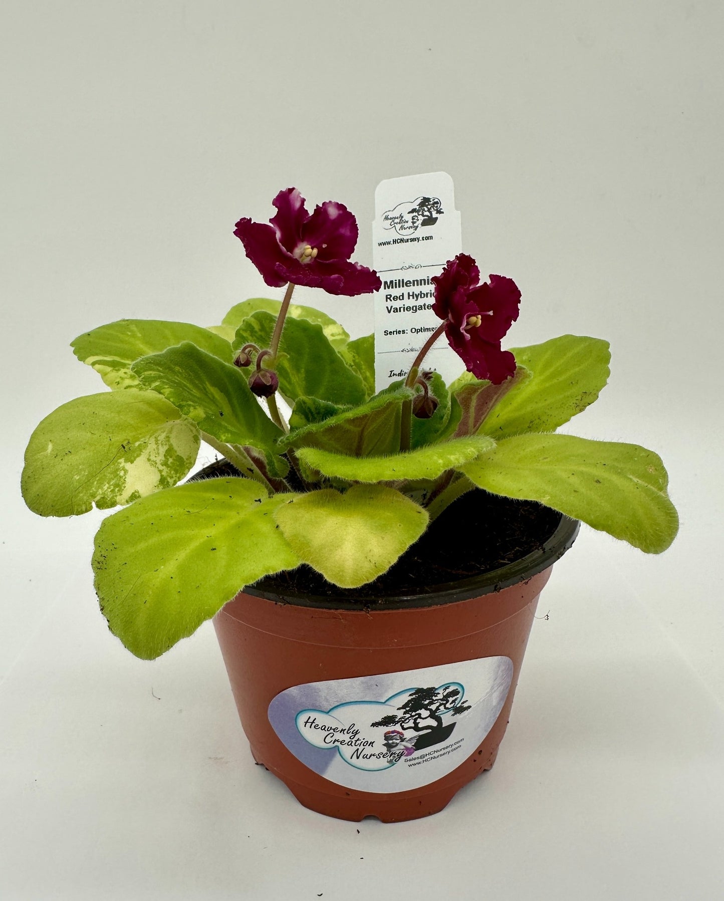 Millennia - Red Hybrid - Variegated (Rare) - Live African Violet 4" - Series: Optimara