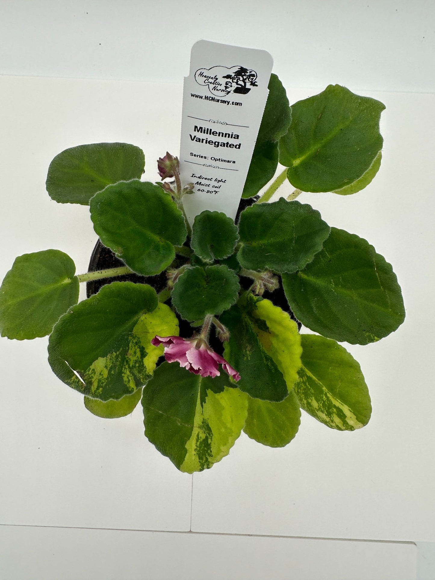 Millennia - Variegated (Rare) - Live African Violet 4" - Series: Optimara