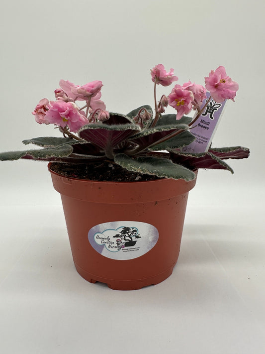 Mindi Brooke - Live African Violet 6"