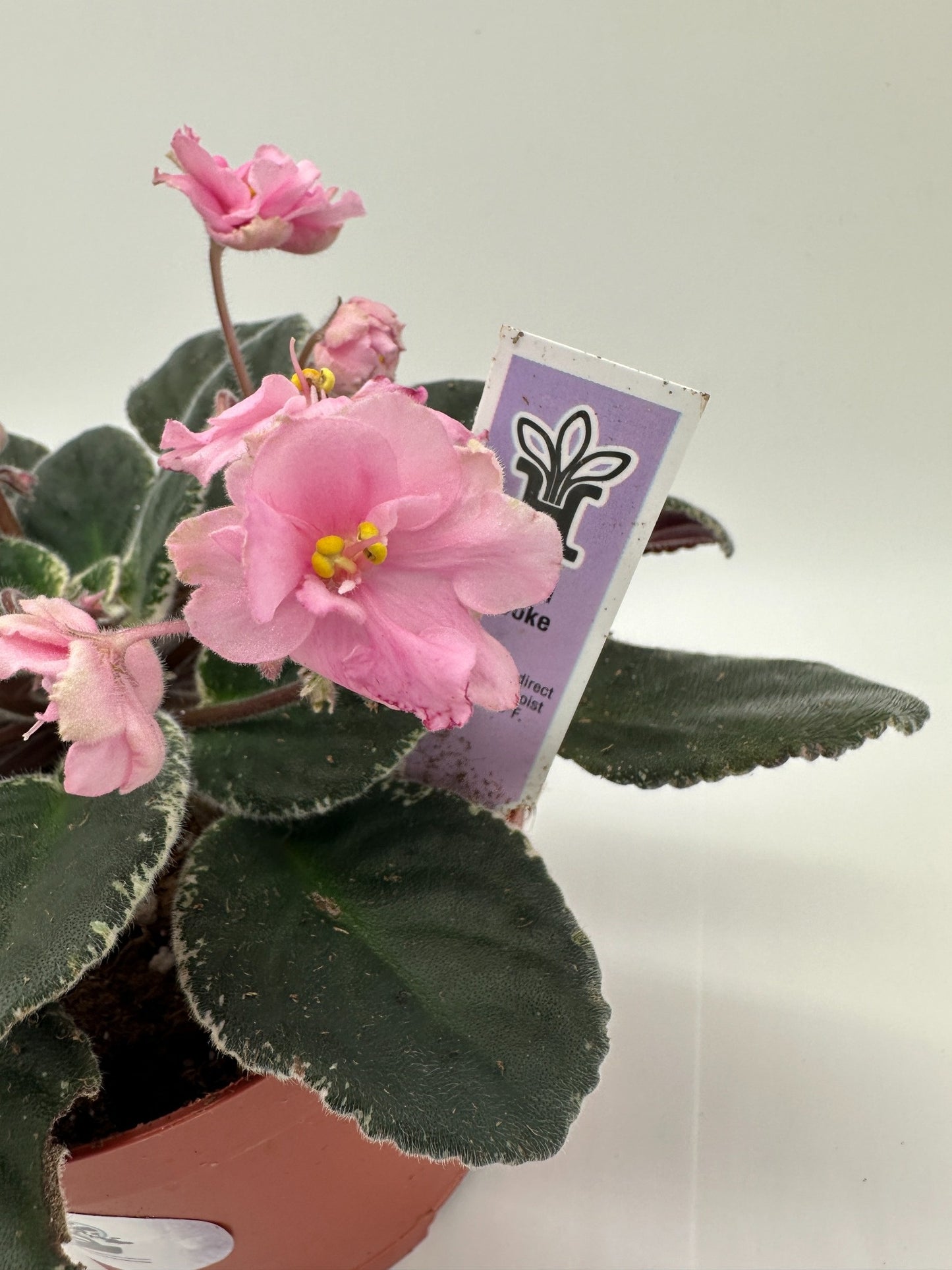 Mindi Brooke - Live African Violet 6"