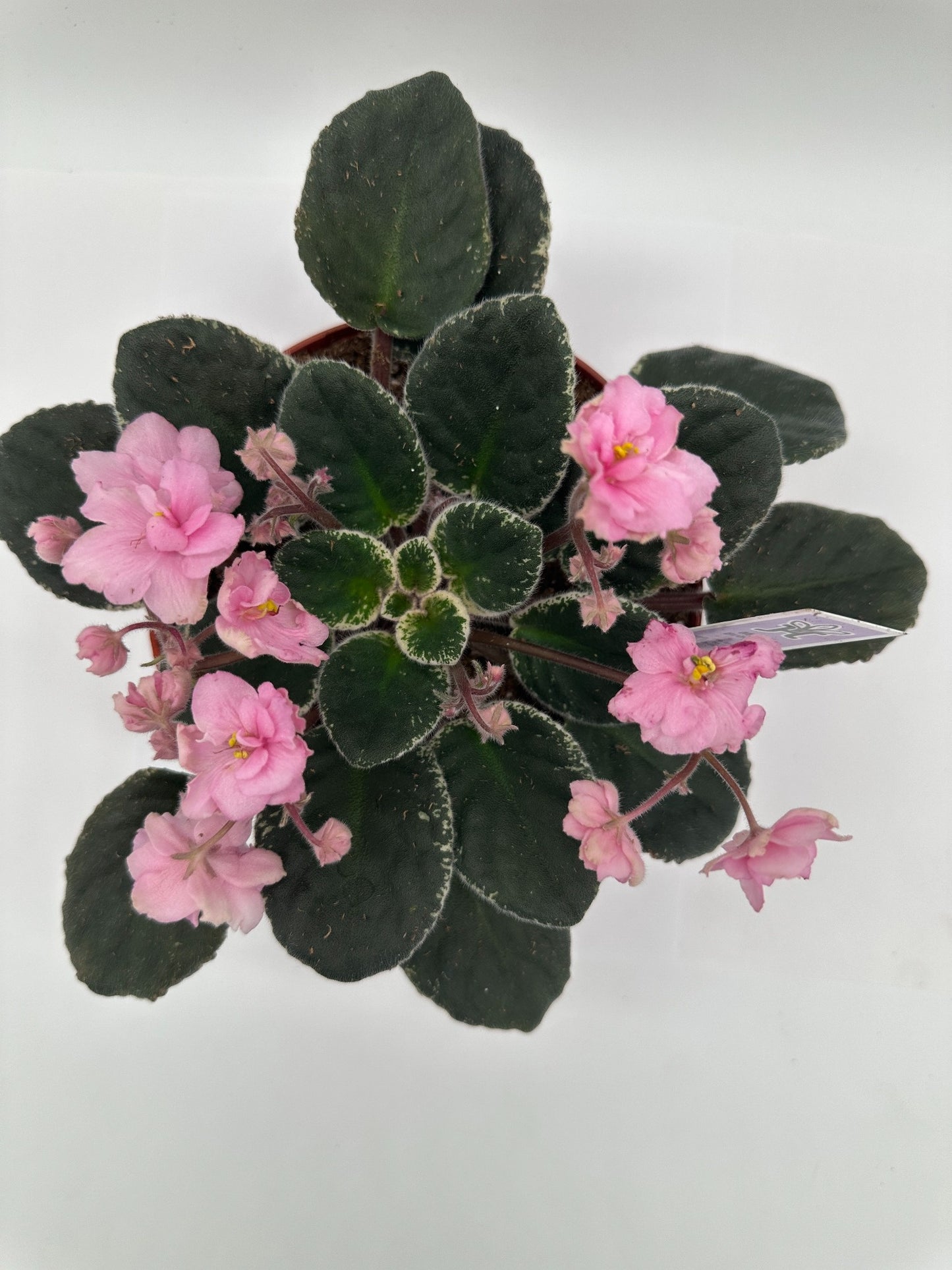 Mindi Brooke - Live African Violet 6"