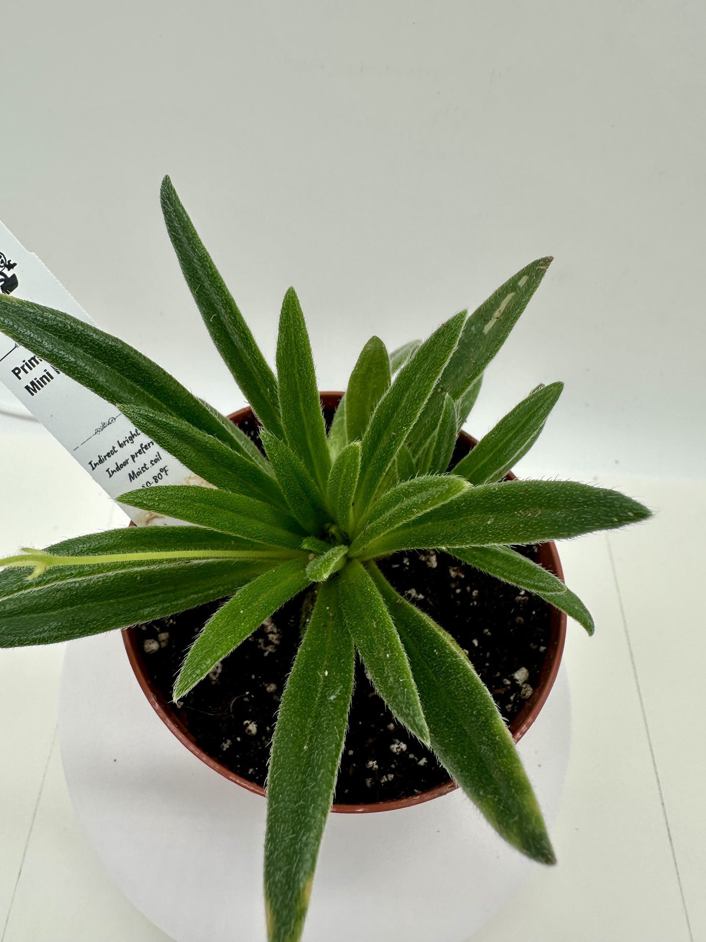 Mini Pearl Asian Violet (Primulina) - Live Plant 4"