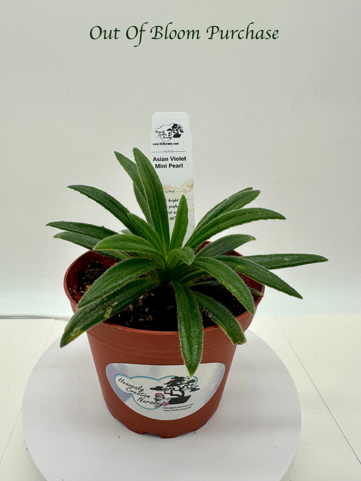 Mini Pearl Asian Violet (Primulina) - Live Plant 4"