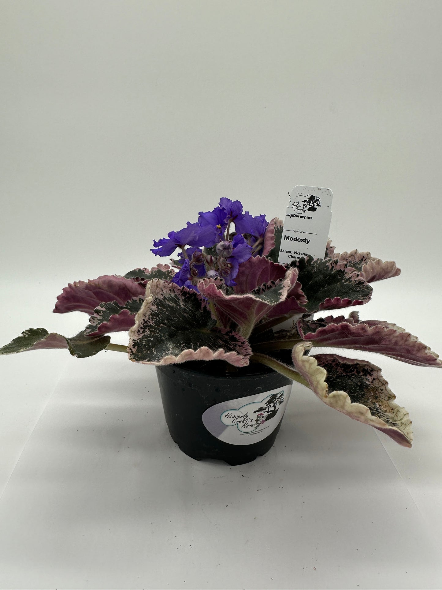 Modesty - Live African Violet 4" - Series: Victorian Charm
