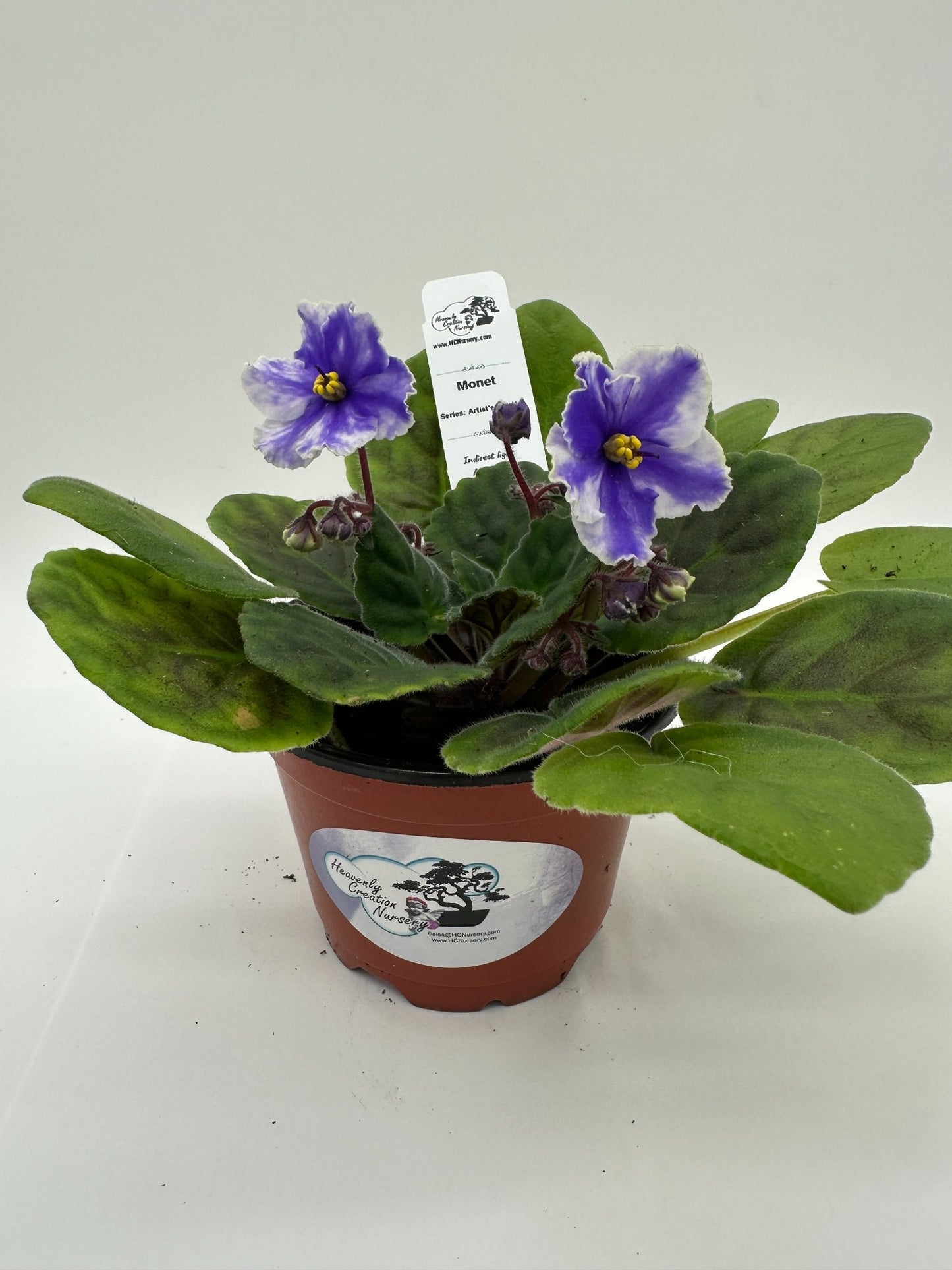 Monet - Live African Violet 4" - Series: Artist's Palette