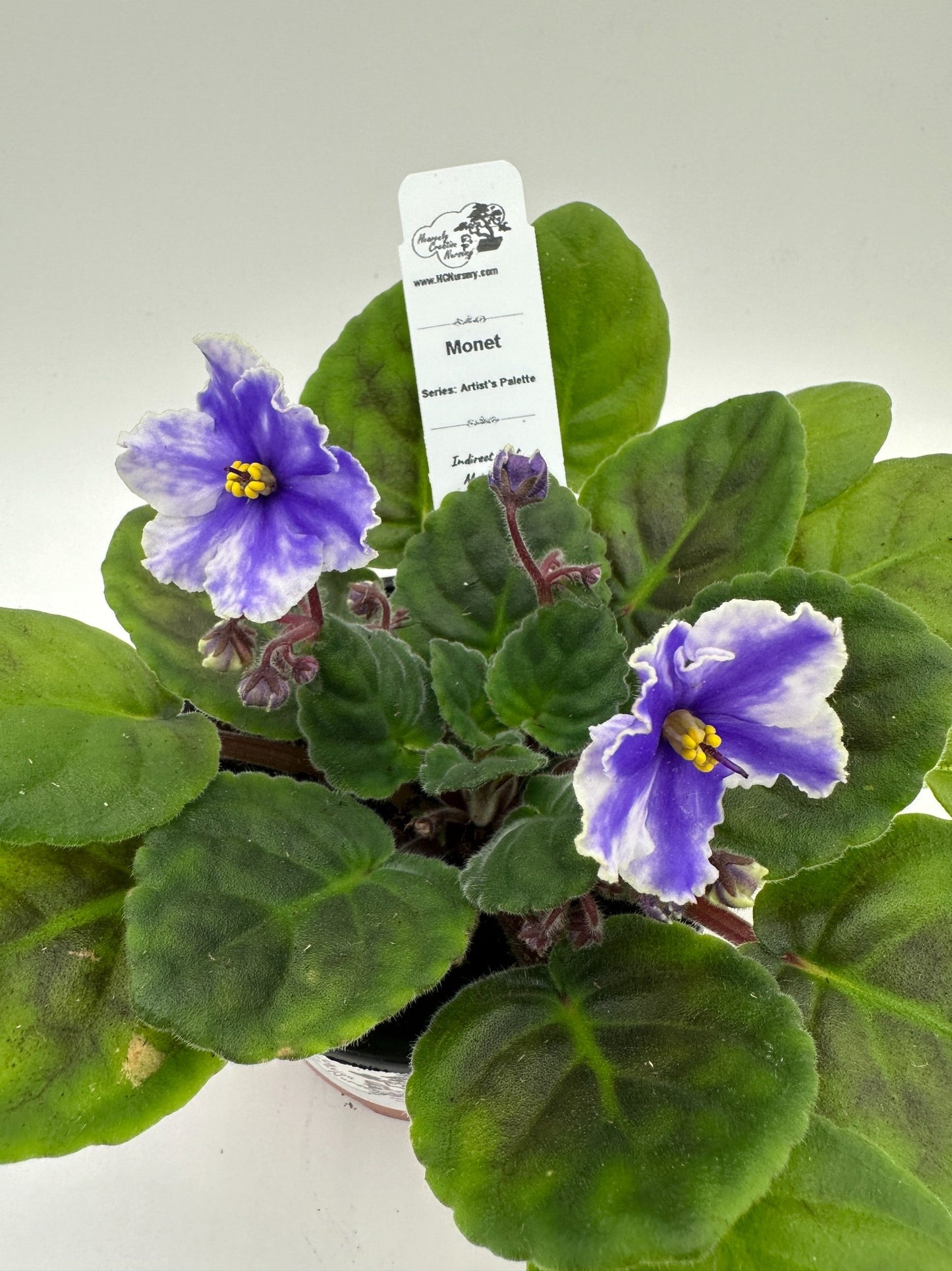 Monet - Live African Violet 4" - Series: Artist's Palette