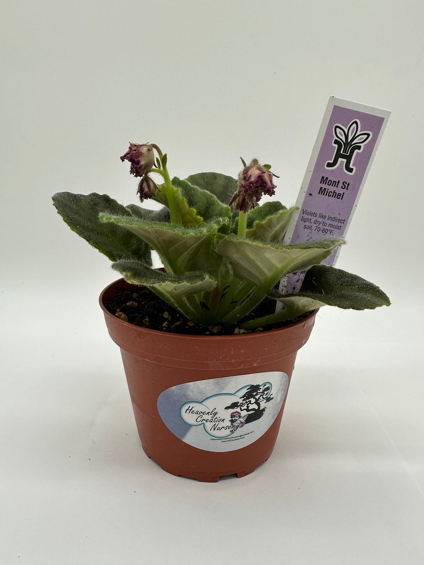 Mont St. Michel - Live African Violet 4"