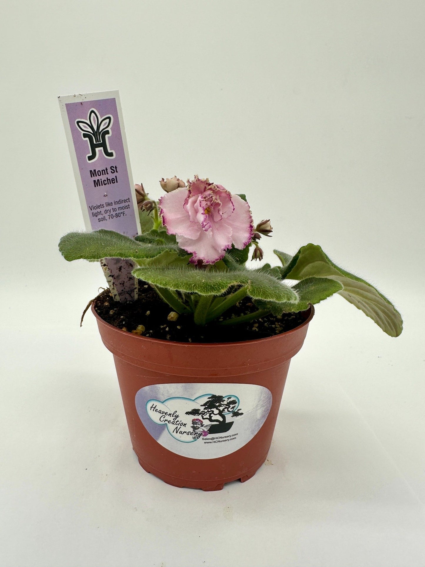 Mont St. Michel - Live African Violet 4"