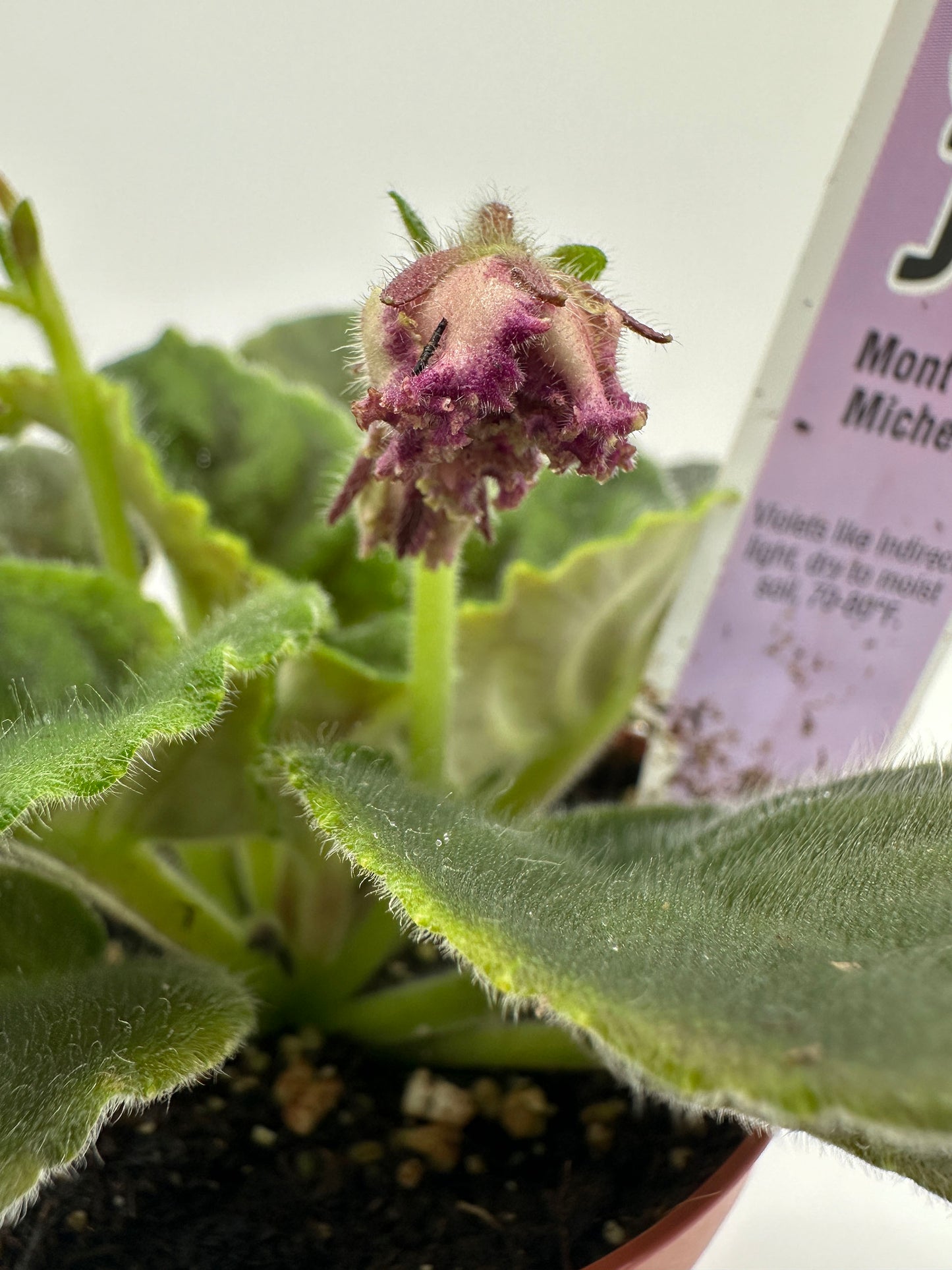 Mont St. Michel - Live African Violet 4"