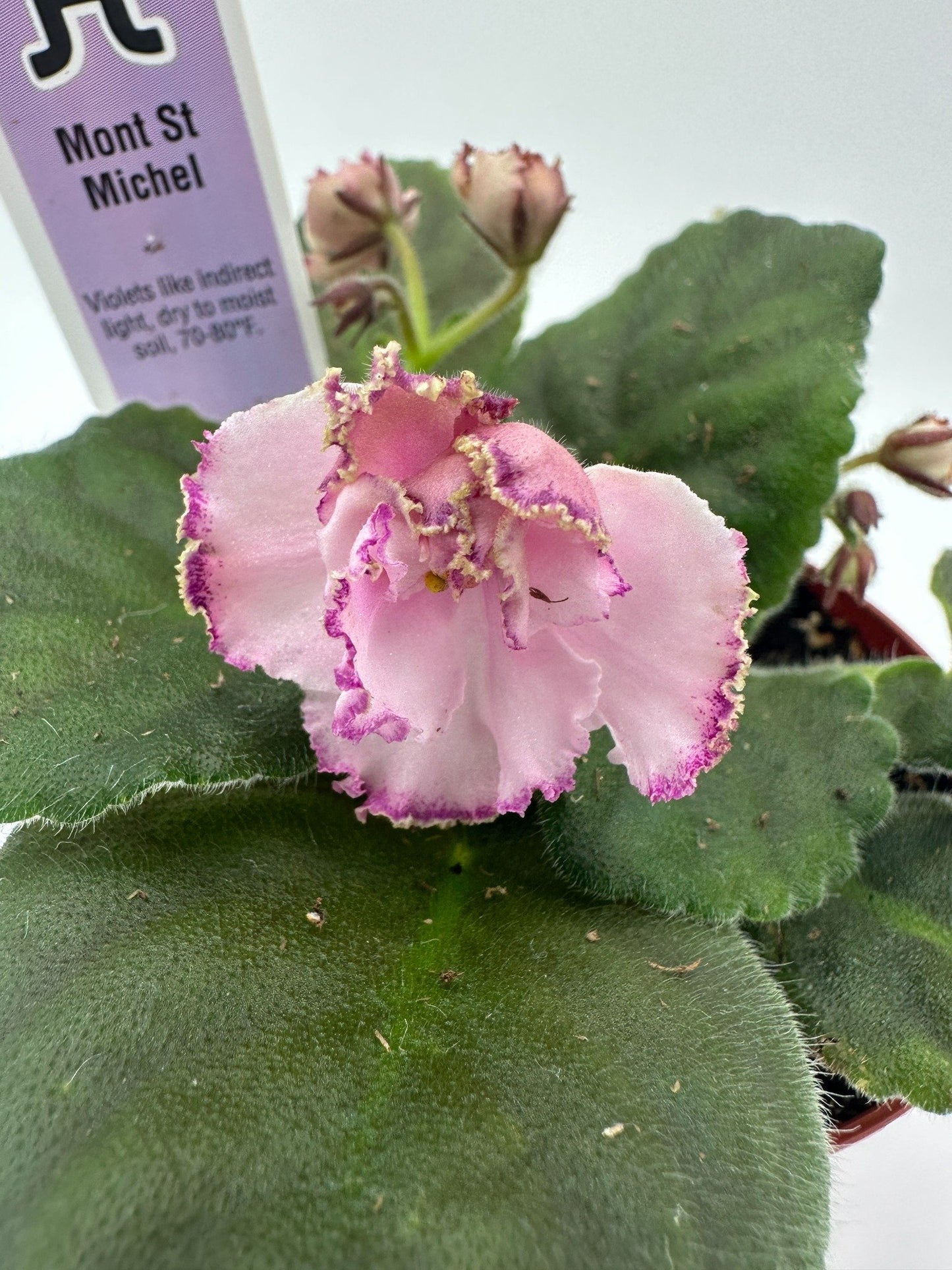 Mont St. Michel - Live African Violet 4"