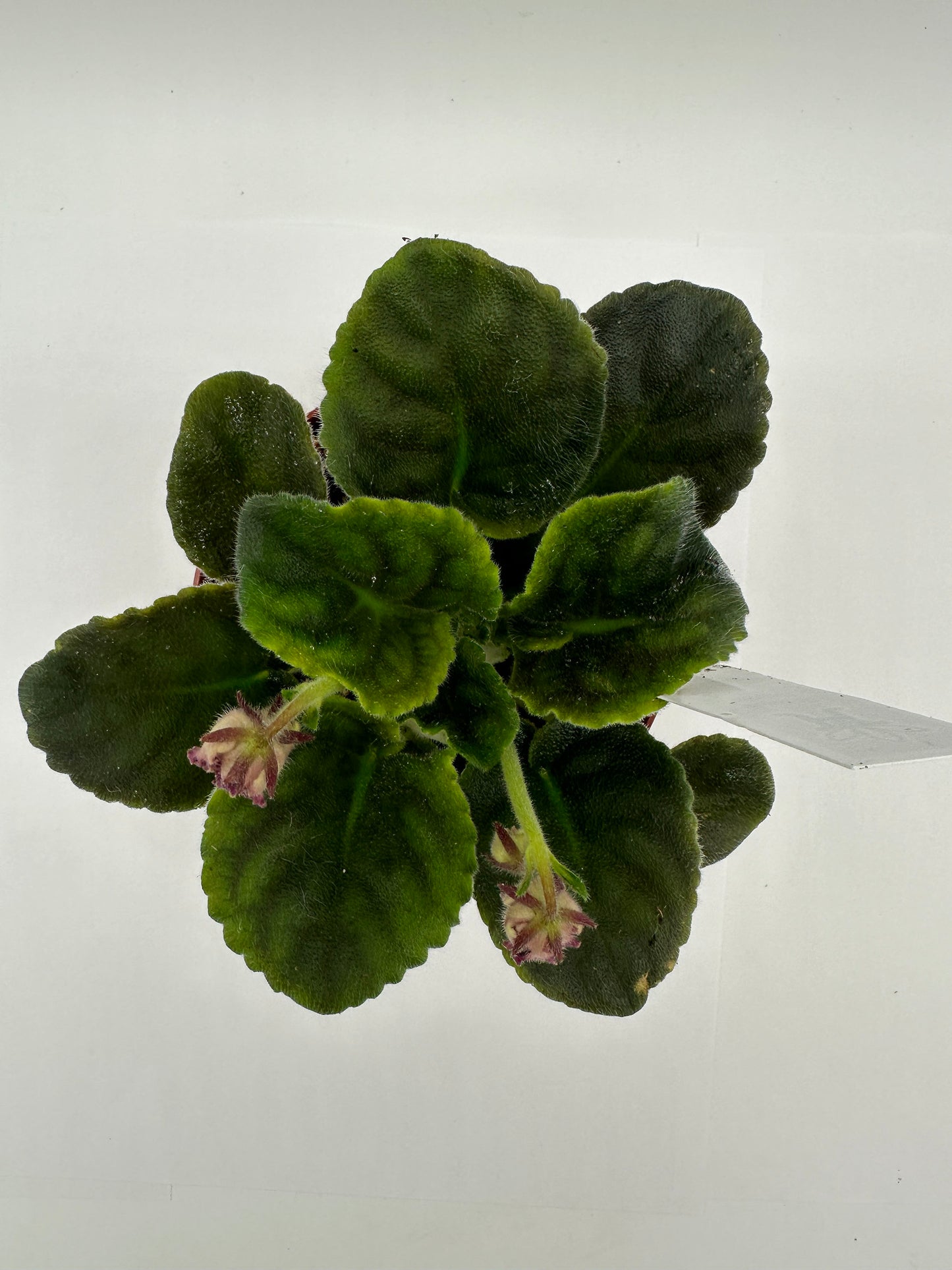 Mont St. Michel - Live African Violet 4"
