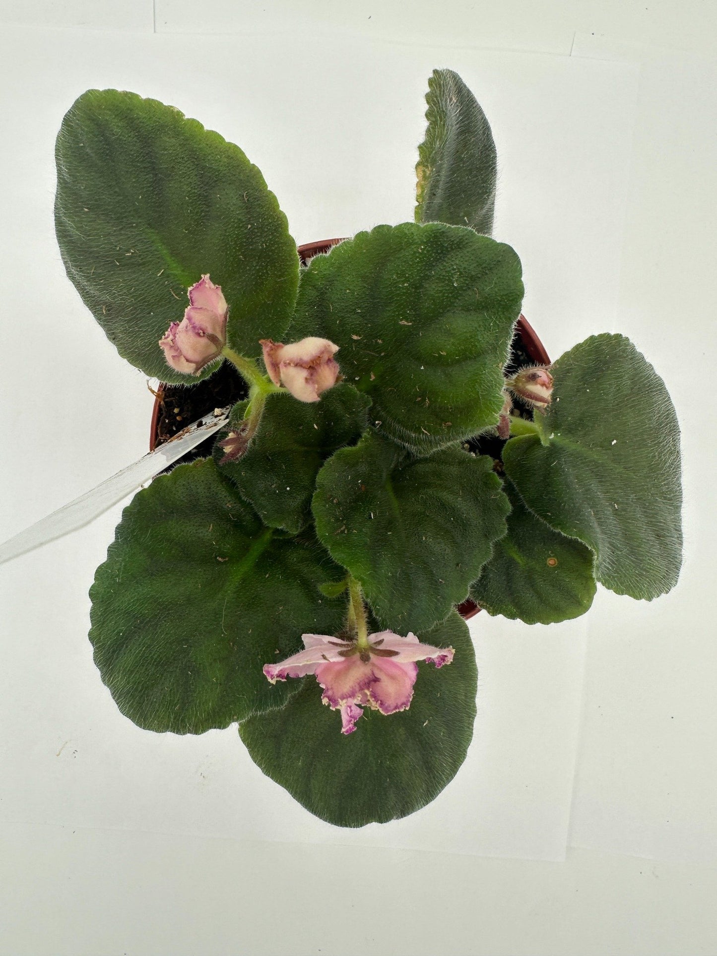 Mont St. Michel - Live African Violet 4"