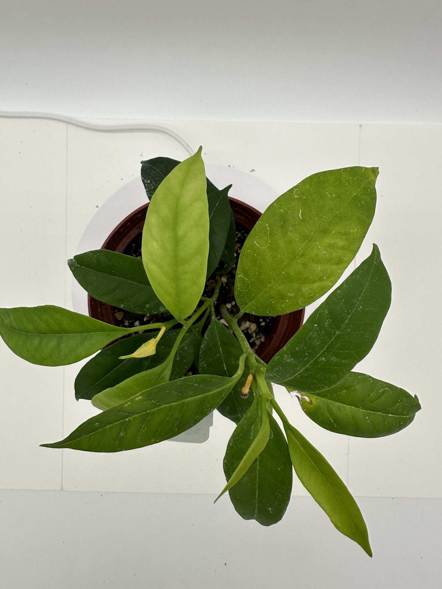 MultiFlora (Shooting Star) - Live Hoya 4"