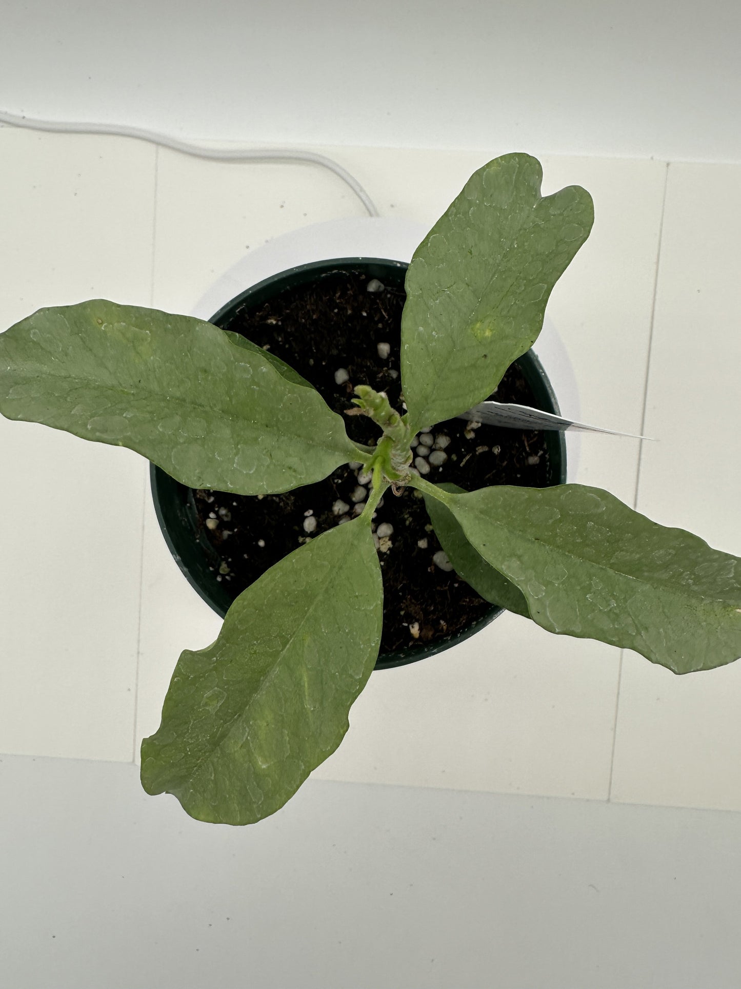 Multiflora Silver (Shooting Star) - Live Hoya 4"