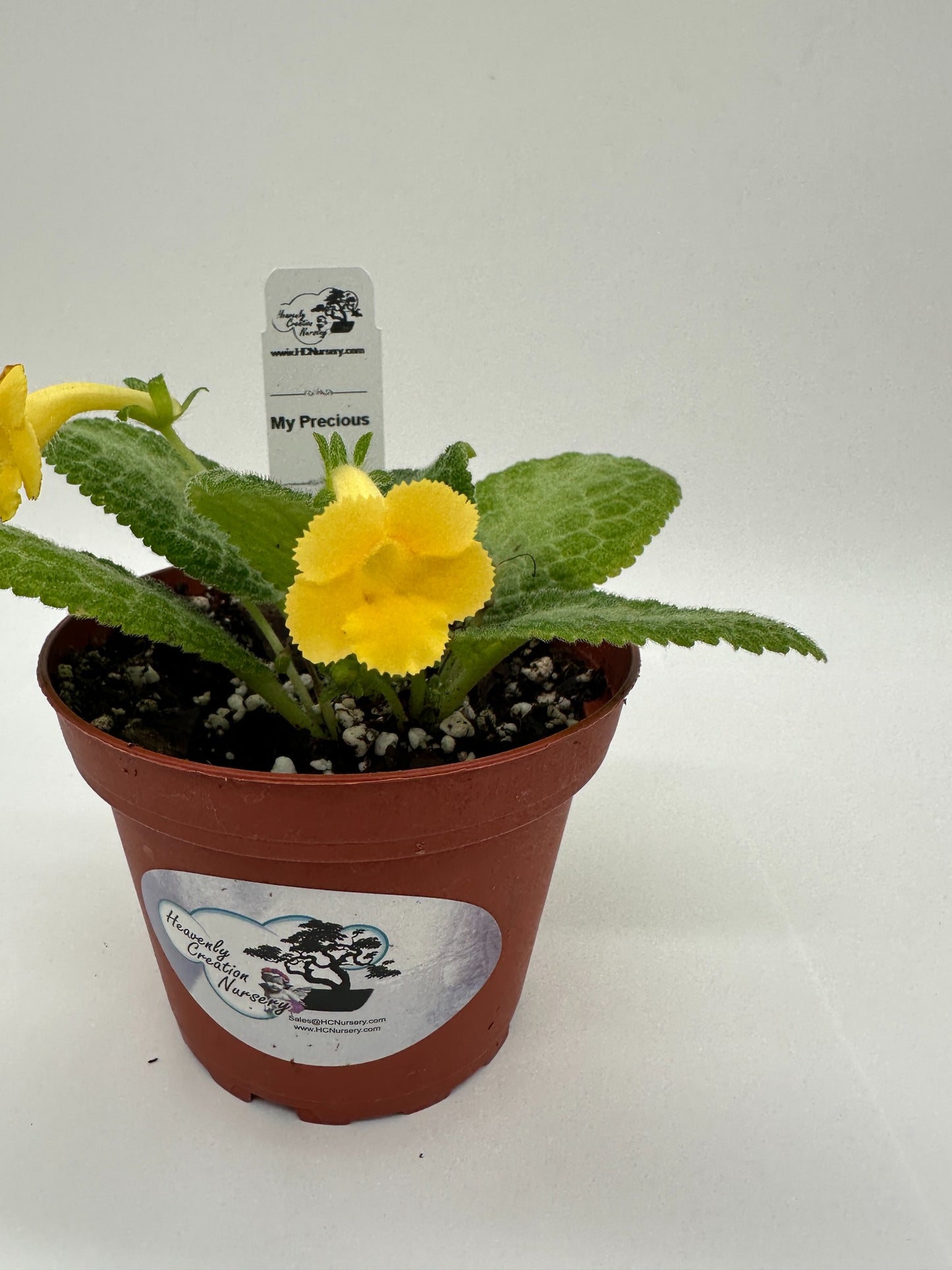 My Precious - Live Episcia 4" (Elite)