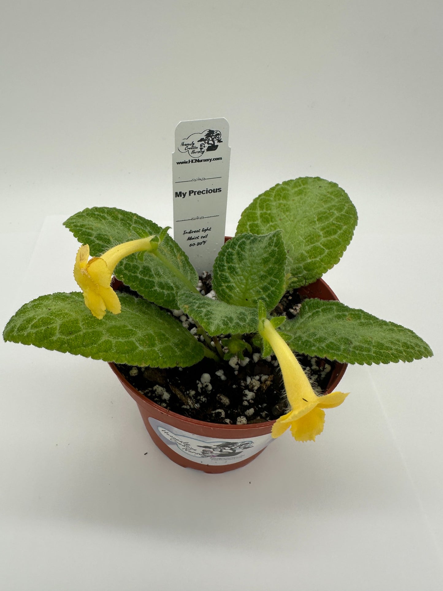 My Precious - Live Episcia 4" (Elite)
