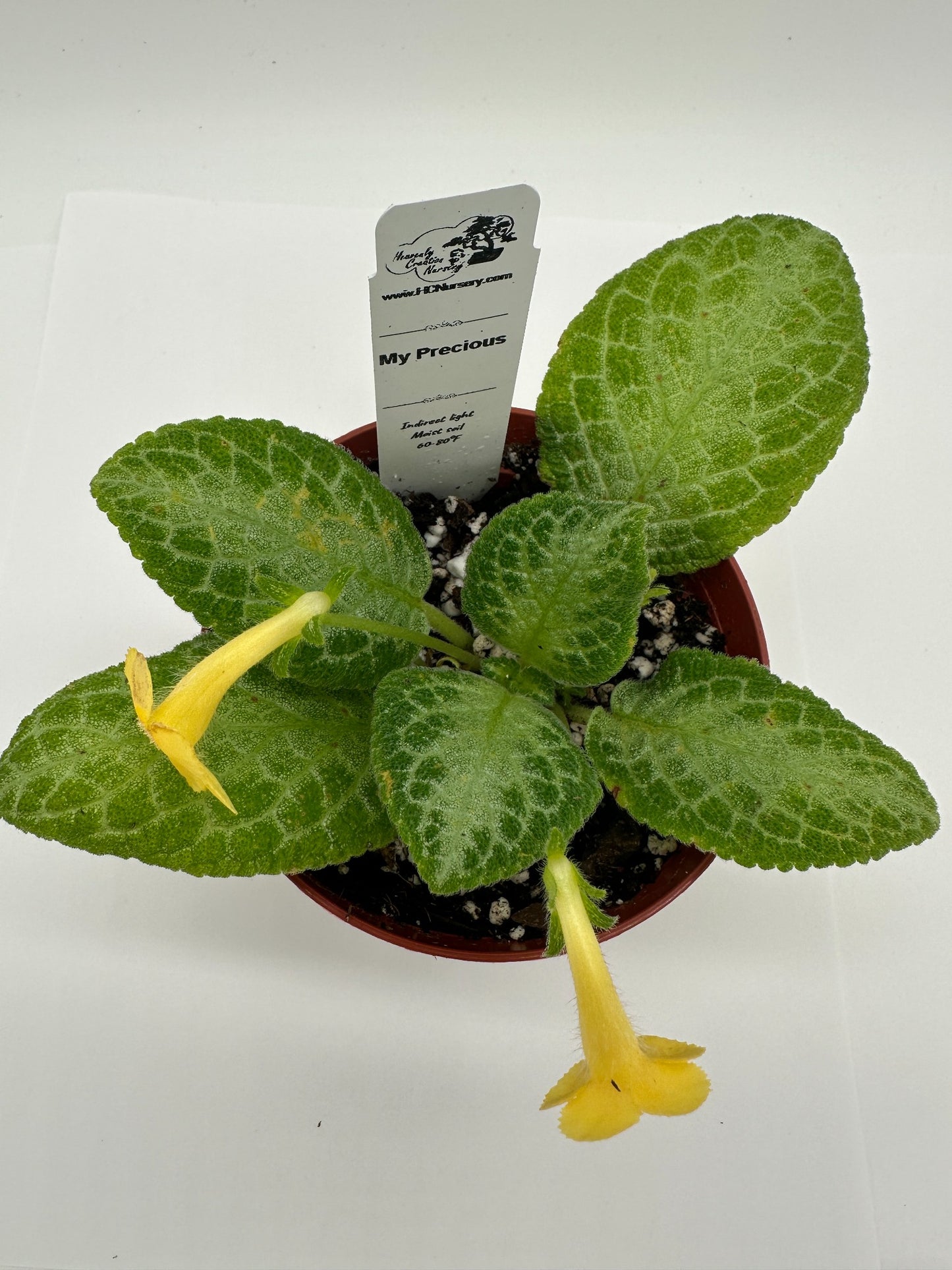 My Precious - Live Episcia 4" (Elite)