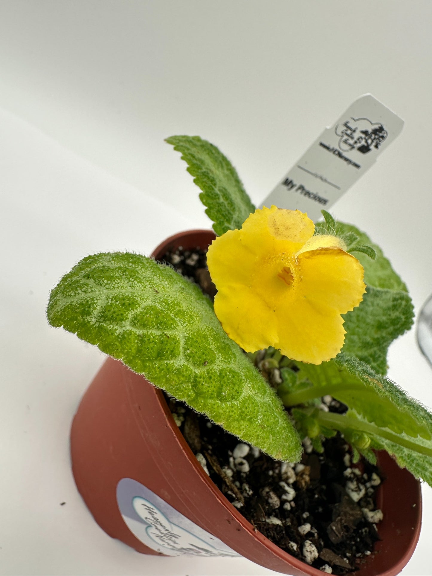 My Precious - Live Episcia 4" (Elite)