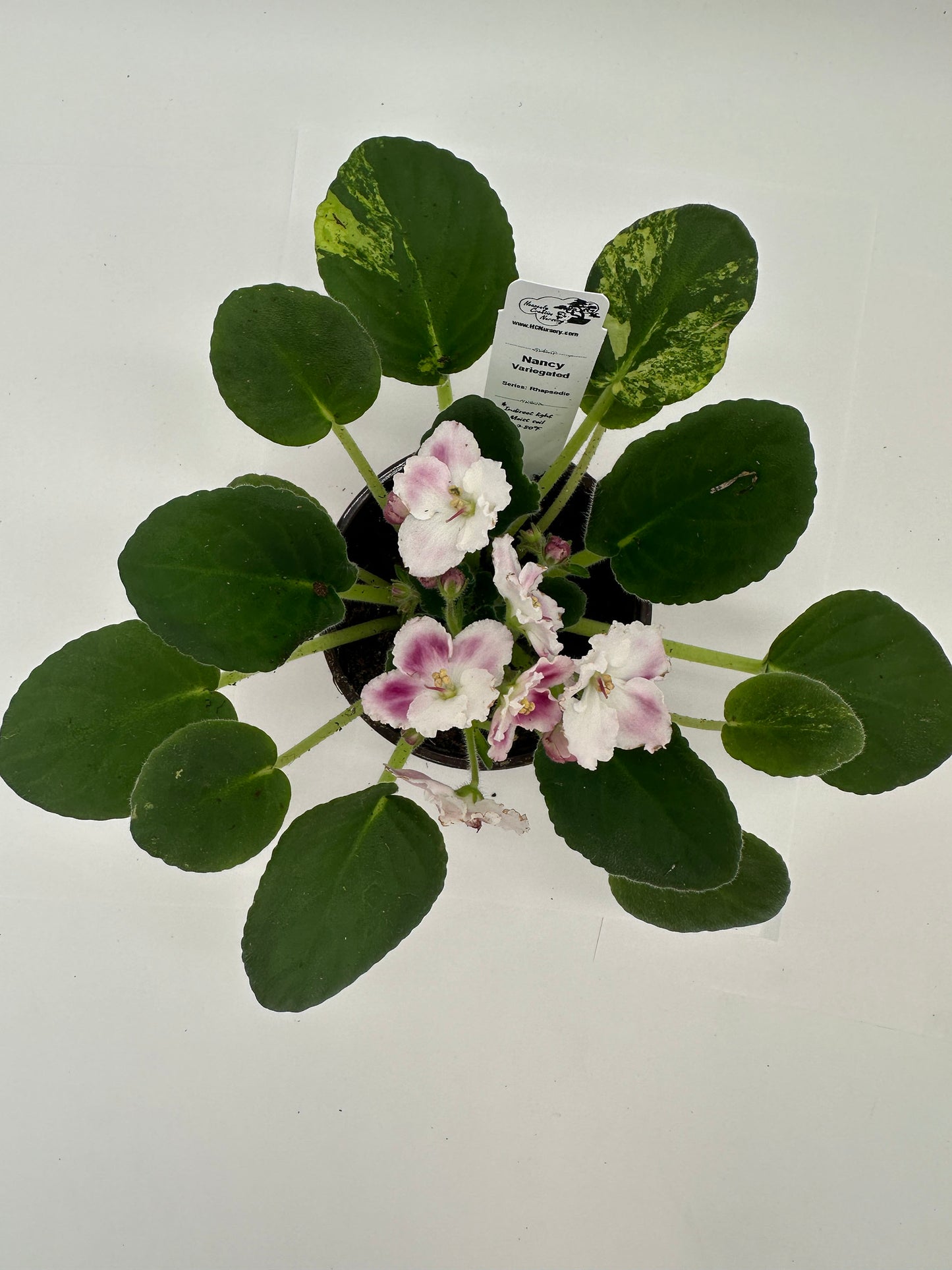 Nancy - Variegated (Rare) - Live African Violet 4" - Series: Rhapsodie