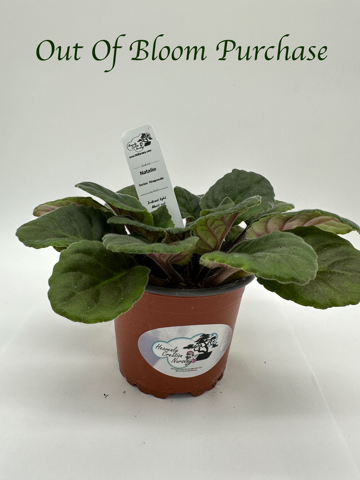 Natalie - Live African Violet 4" - Series: Rhapsodie