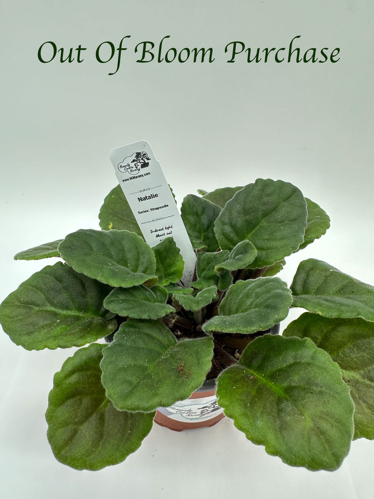 Natalie - Live African Violet 4" - Series: Rhapsodie