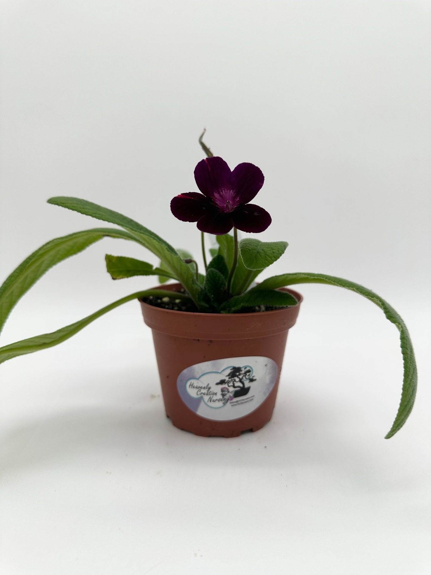 Neil's Circus Streptocarpus (Cape Primrose) Live Plant in 4" nursery pot