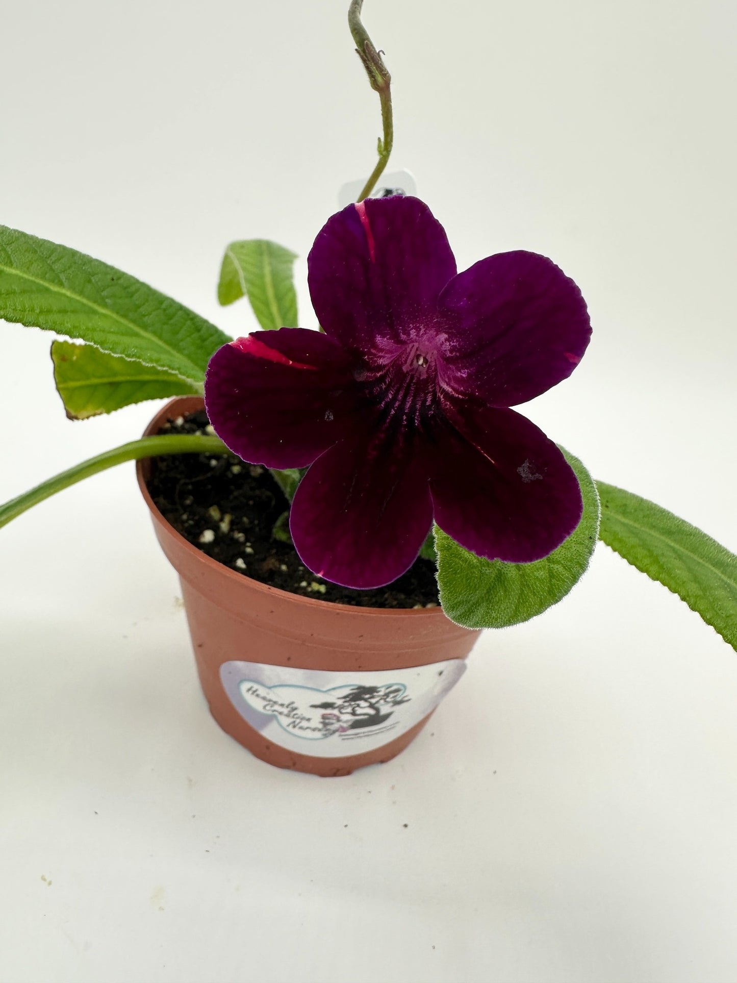 Neil's Circus Streptocarpus (Cape Primrose) Live Plant in 4" nursery pot