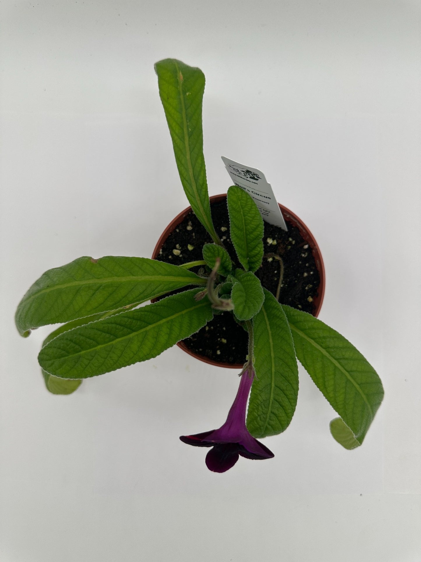 Neil's Circus Streptocarpus (Cape Primrose) Live Plant in 4" nursery pot