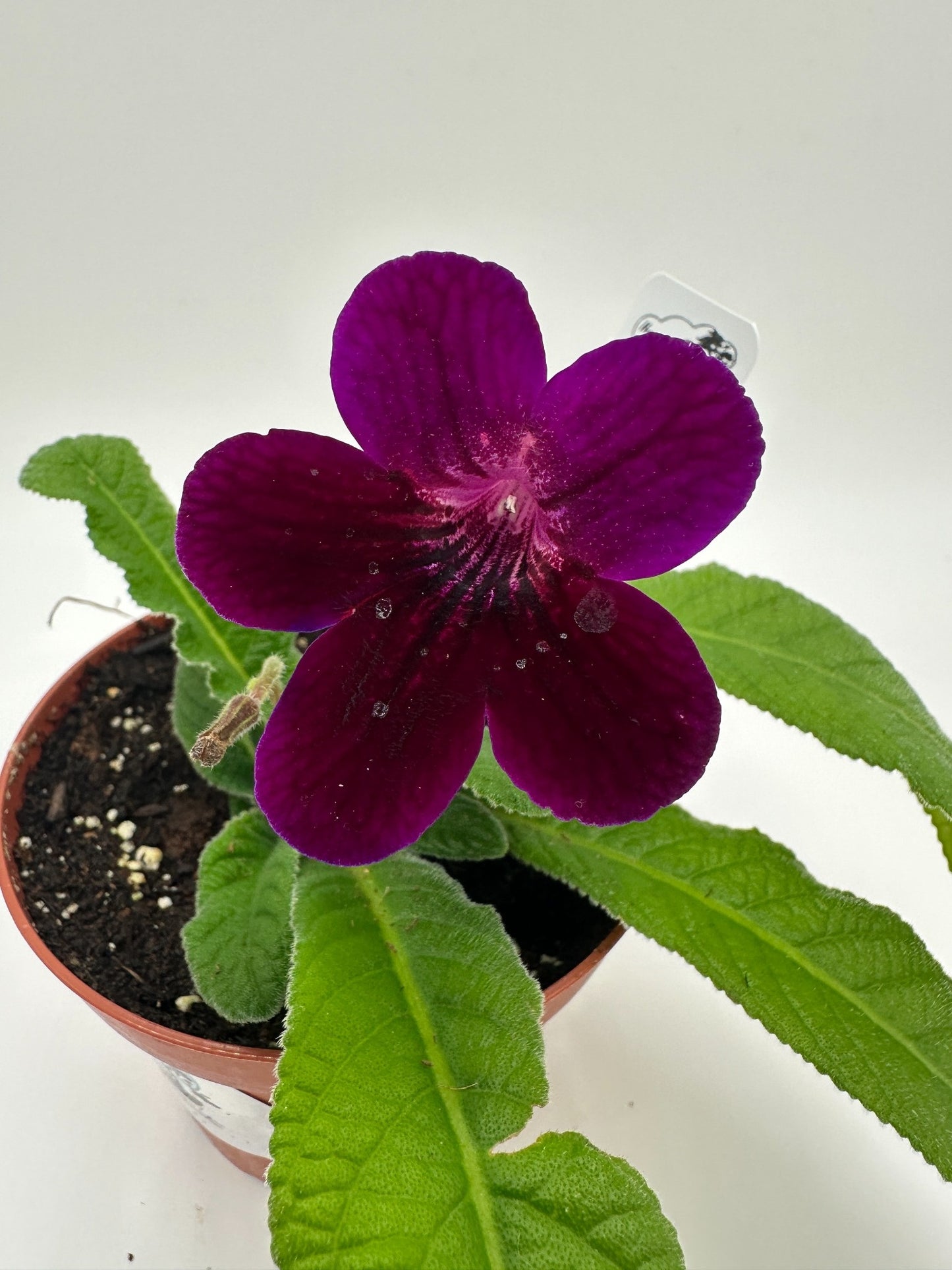 Neil's Circus Streptocarpus (Cape Primrose) Live Plant in 4" nursery pot