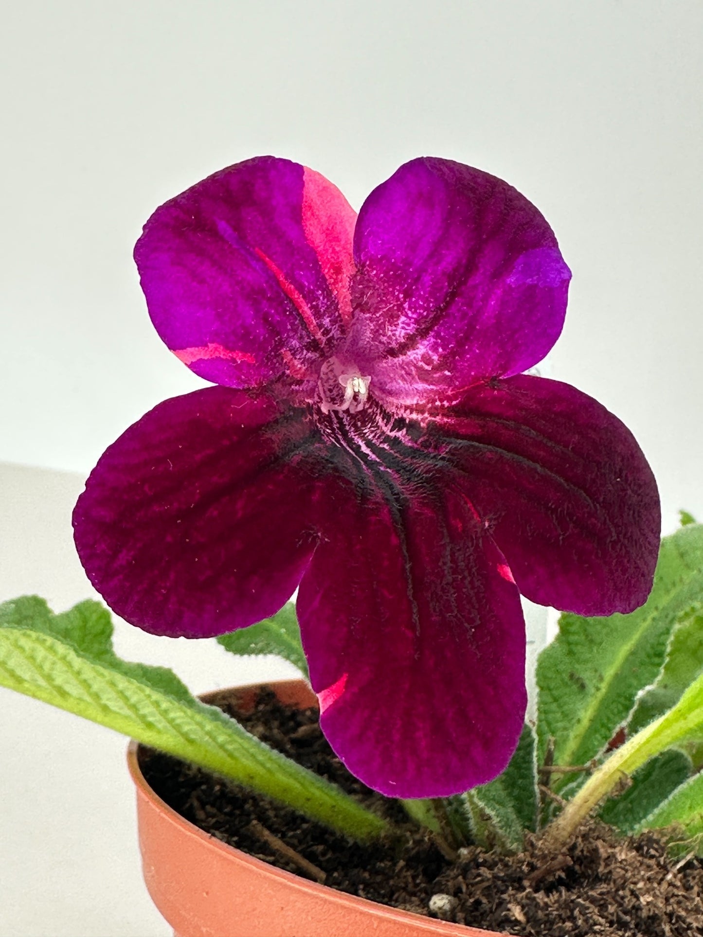 Neil's Circus Streptocarpus (Cape Primrose) Live Plant in 4" nursery pot