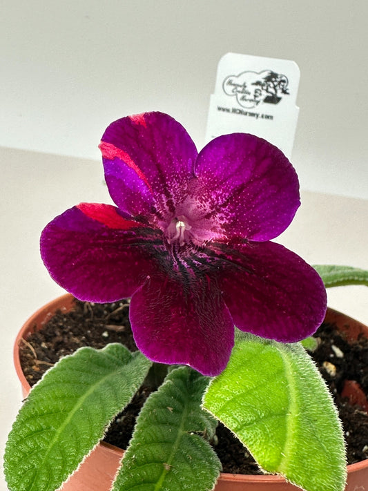Neil's Circus Streptocarpus (Cape Primrose) Live Plant in 4" nursery pot