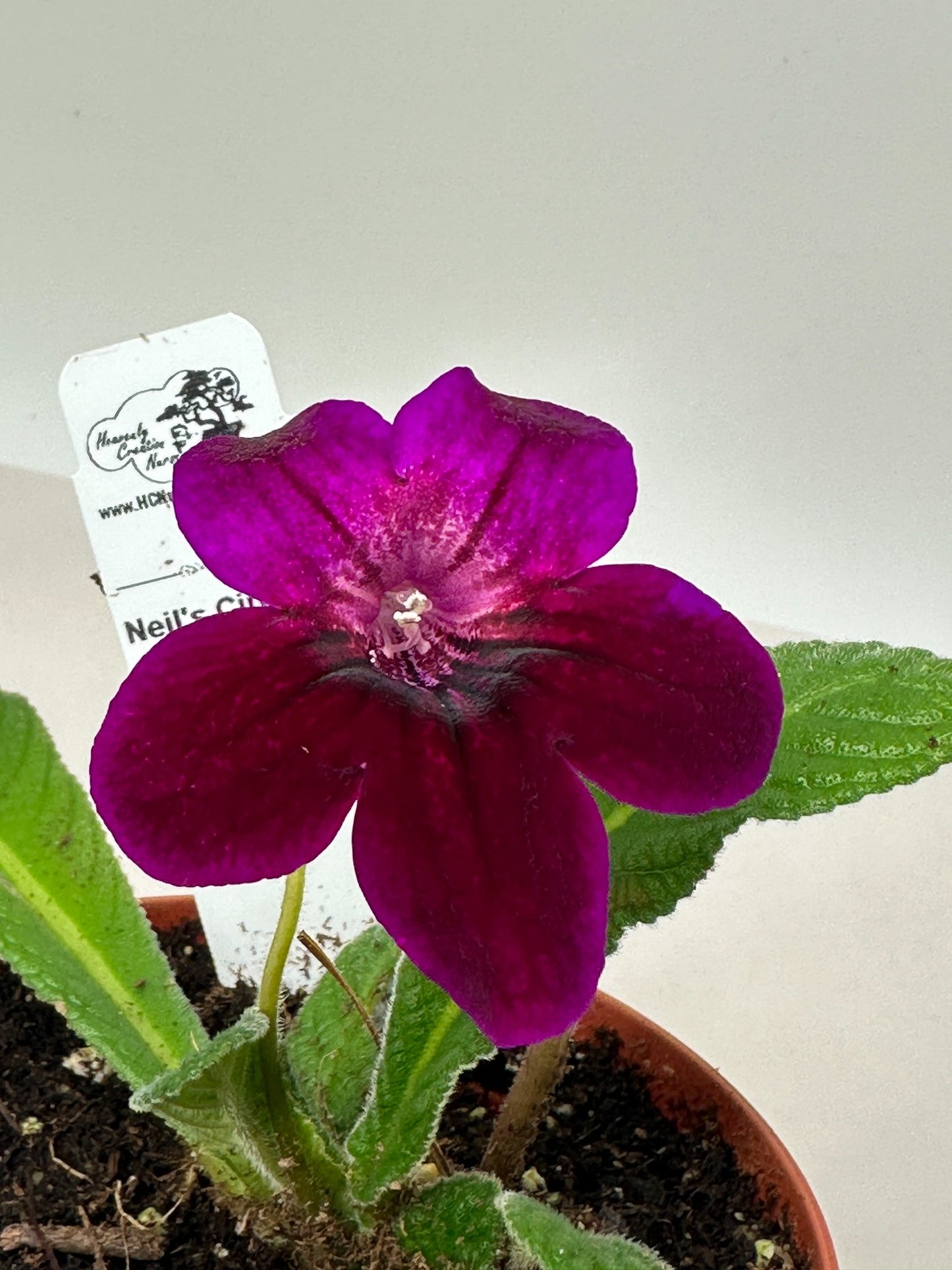 Neil's Circus Streptocarpus (Cape Primrose) Live Plant in 4" nursery pot