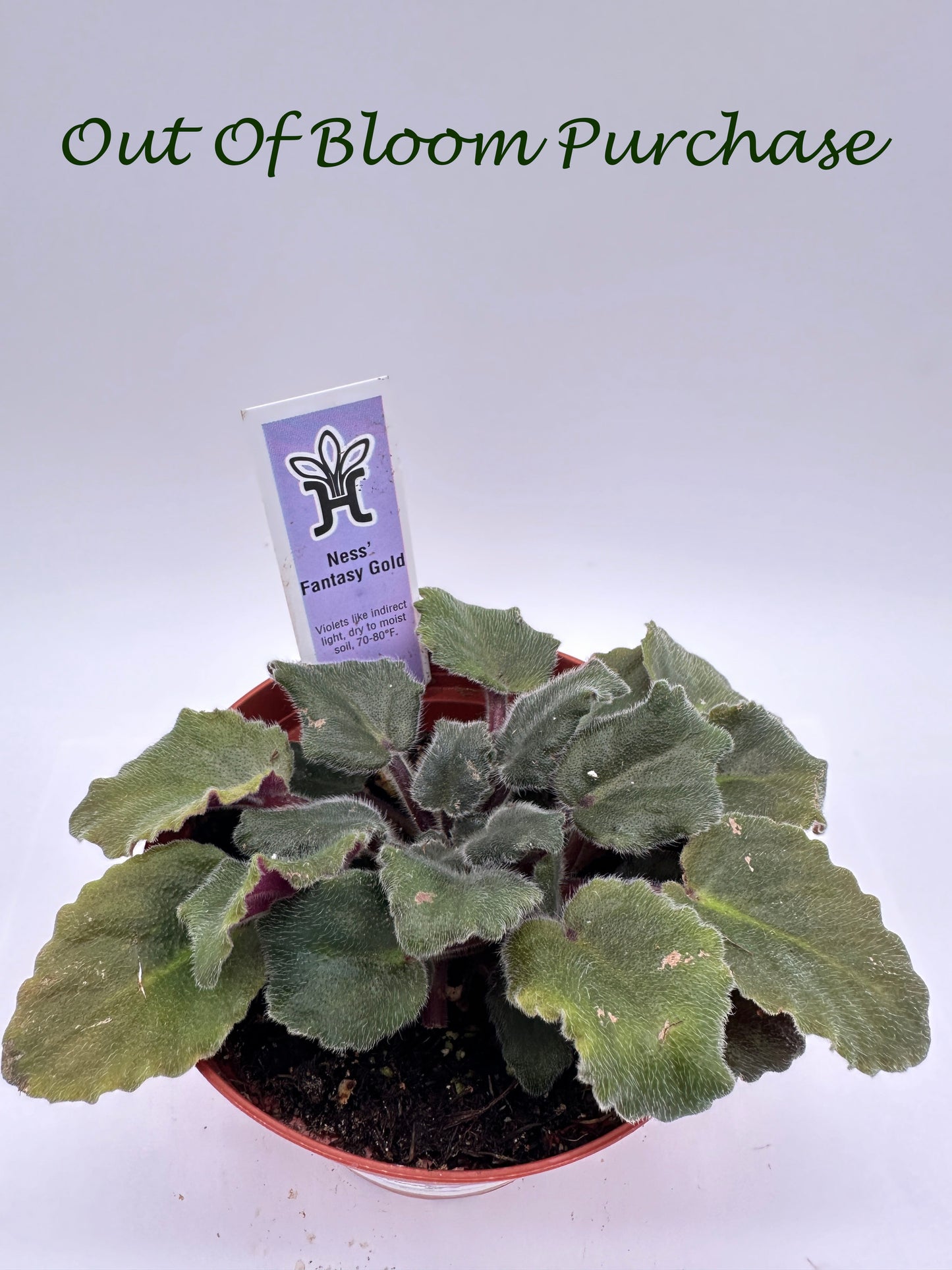 Ness' Fantasy Gold - Live African Violet 4"