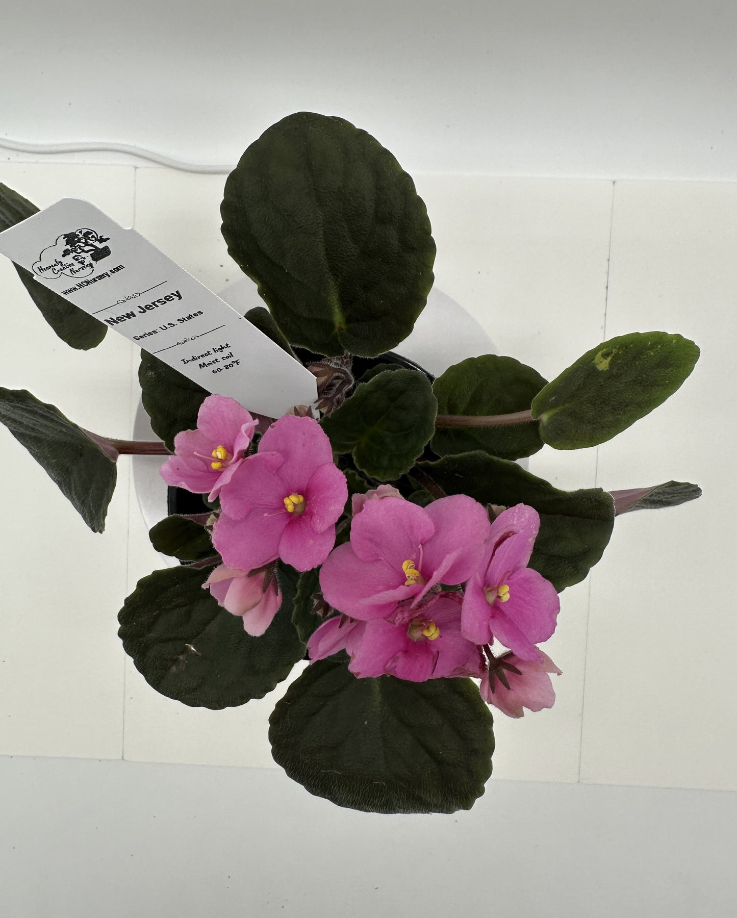 New Jersey - Live African Violet 4" - Series: U.S. States