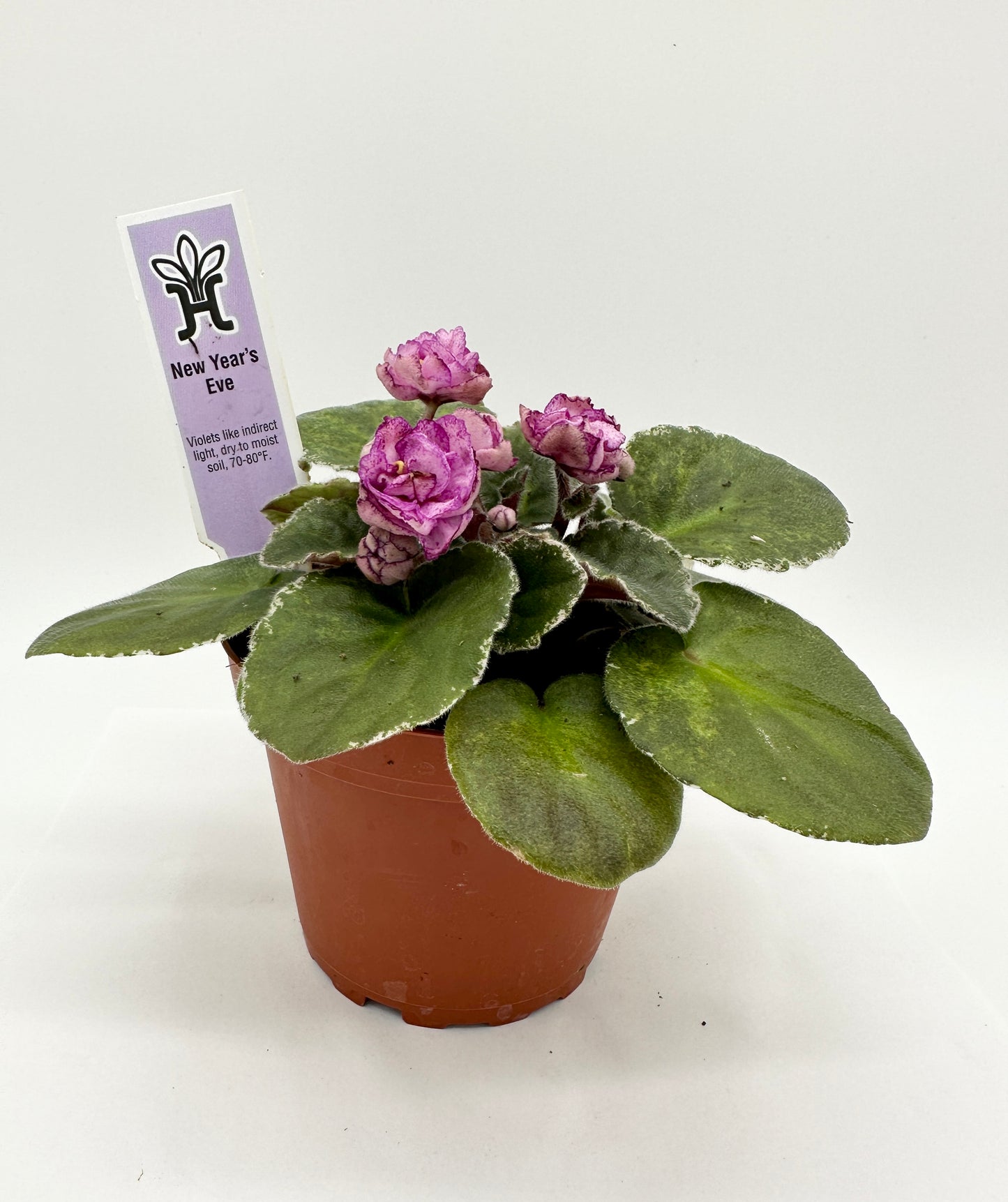 New Year's Eve - Live African Violet 4"