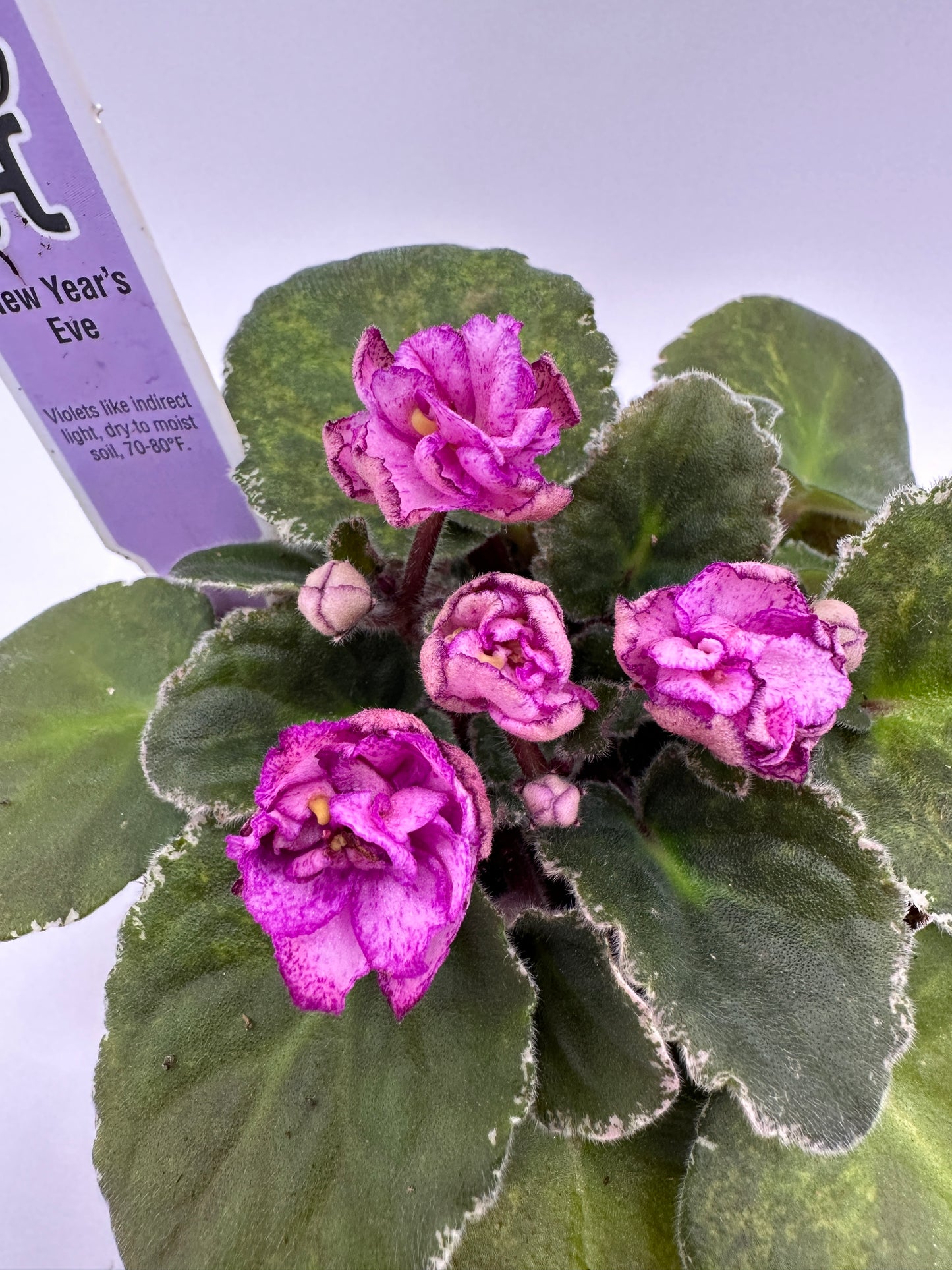 New Year's Eve - Live African Violet 4"